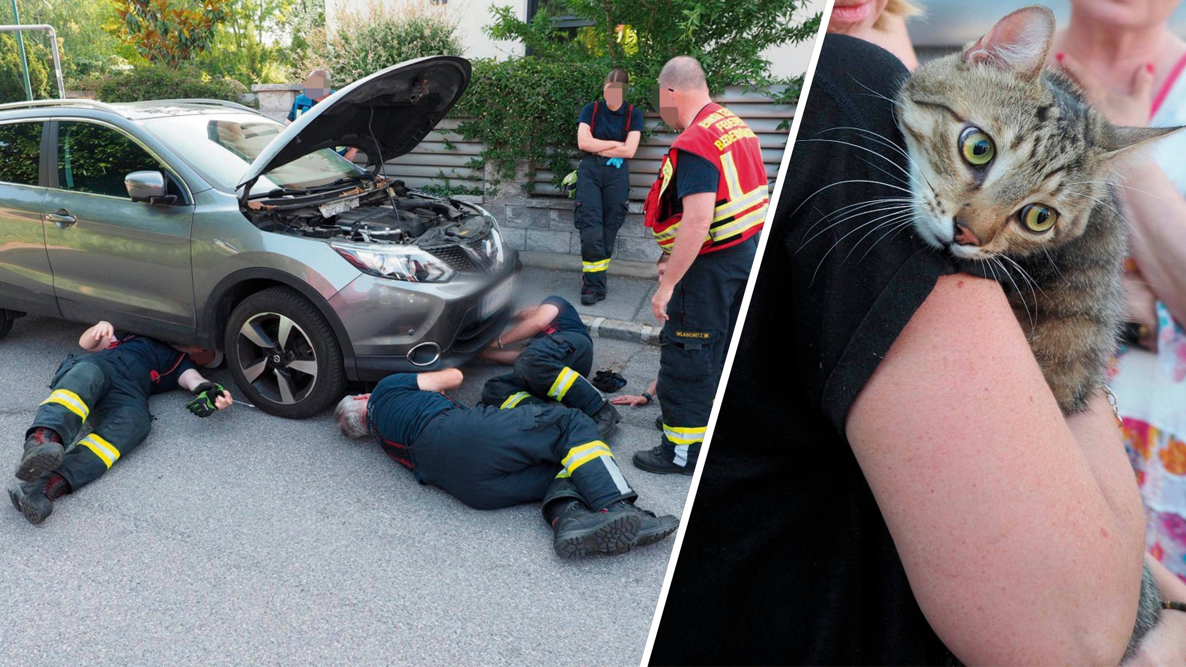 Feuerwehr Biedermannsdorf rettet Murmel aus Motorraum.