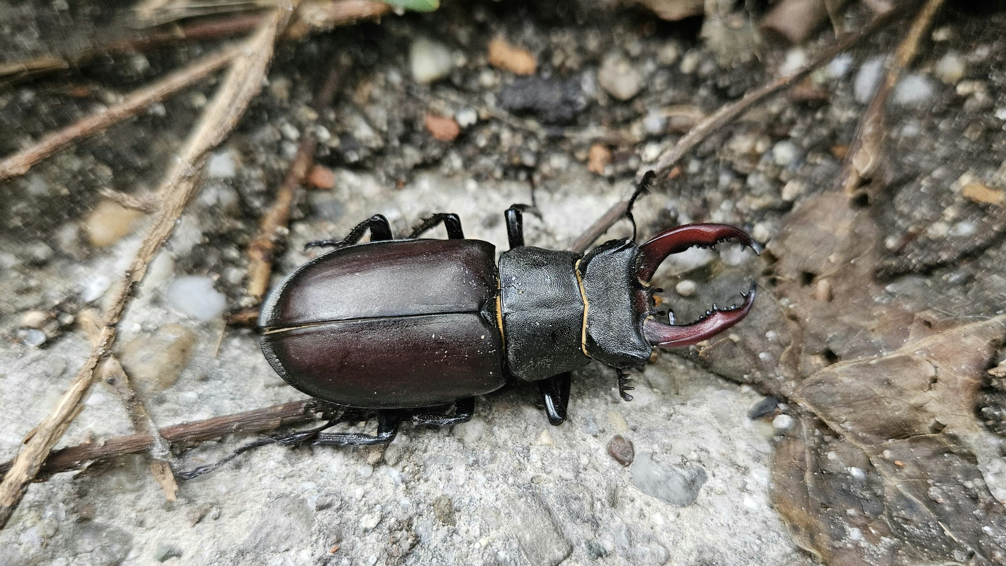 Die Linzerin setzte den Hirschkäfer fernab der Straße wieder ab.