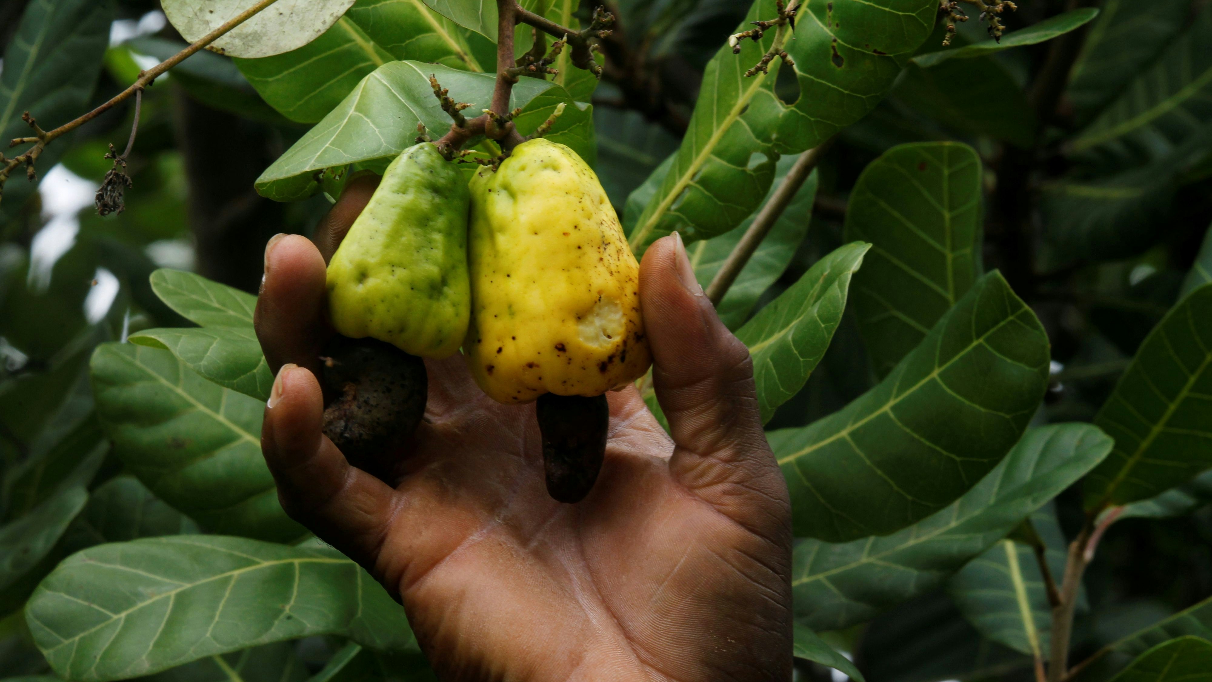Cashewnüsse sind teurer, weil pro Frucht nur ein Kern wächst