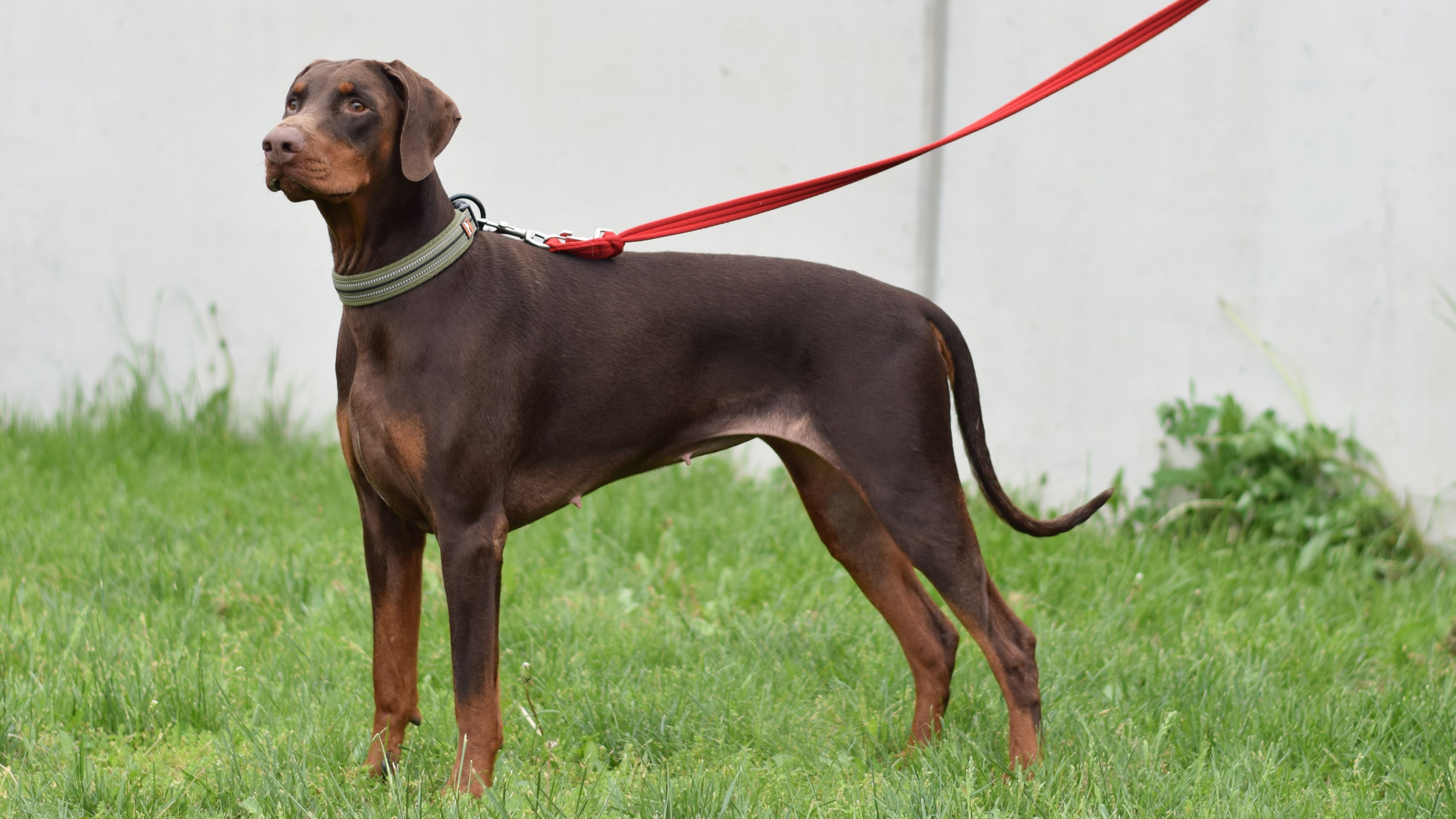 Lagertha ist eine tolle und treue Begleiterin.