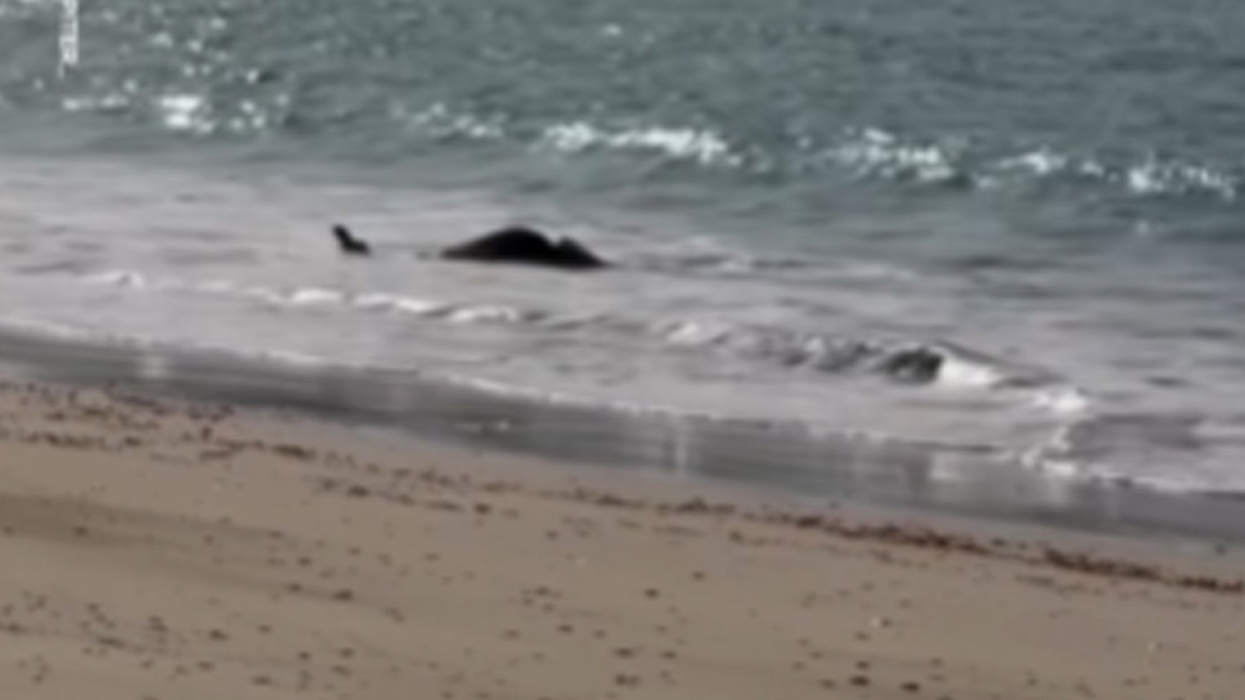 Heute.at - Du glaubst nie, welches Tier hier im Meer planscht