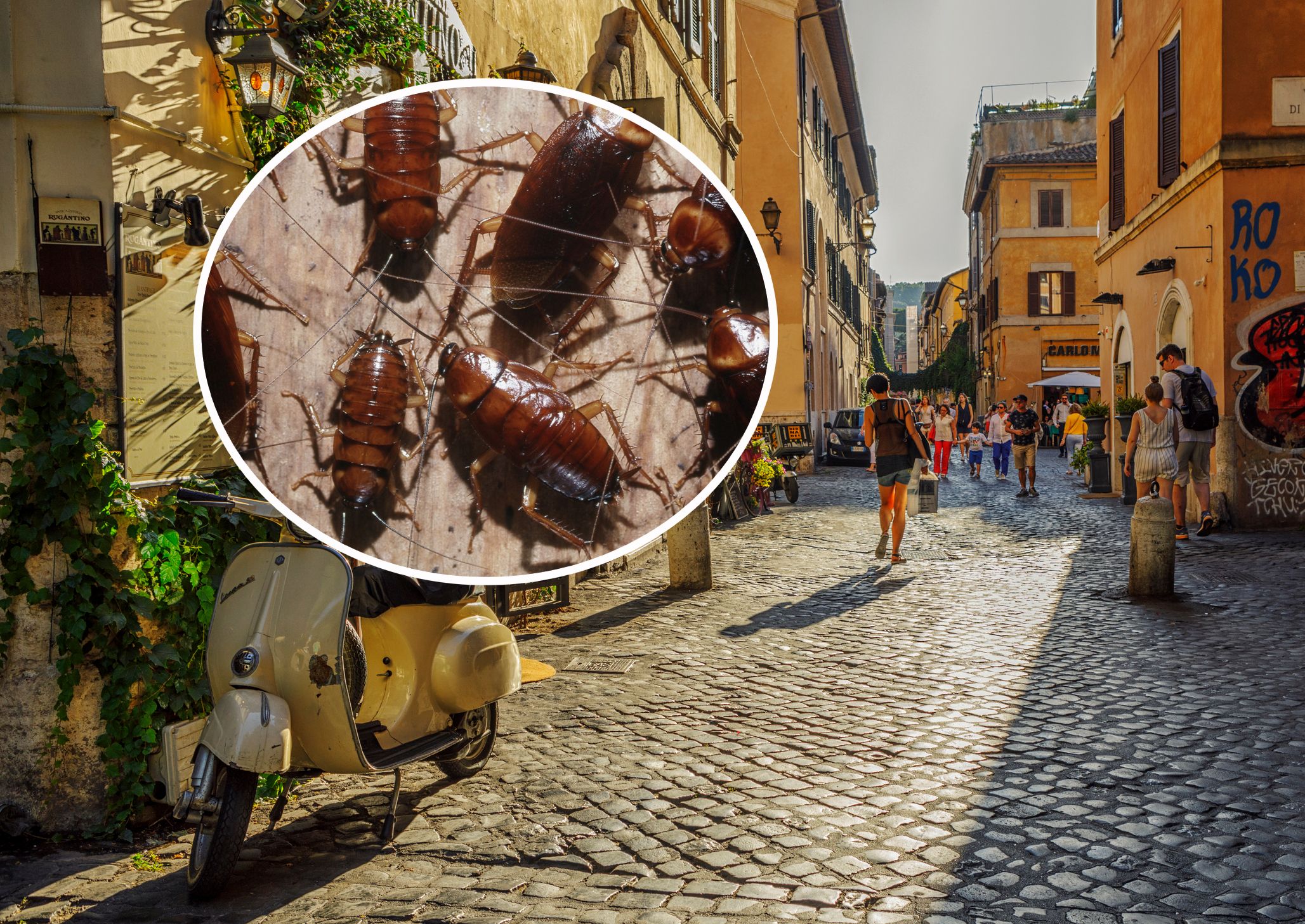 Die Amerikanische Großschabe breitet sich zunehmend an europäischen Urlaubsdestinationen aus.