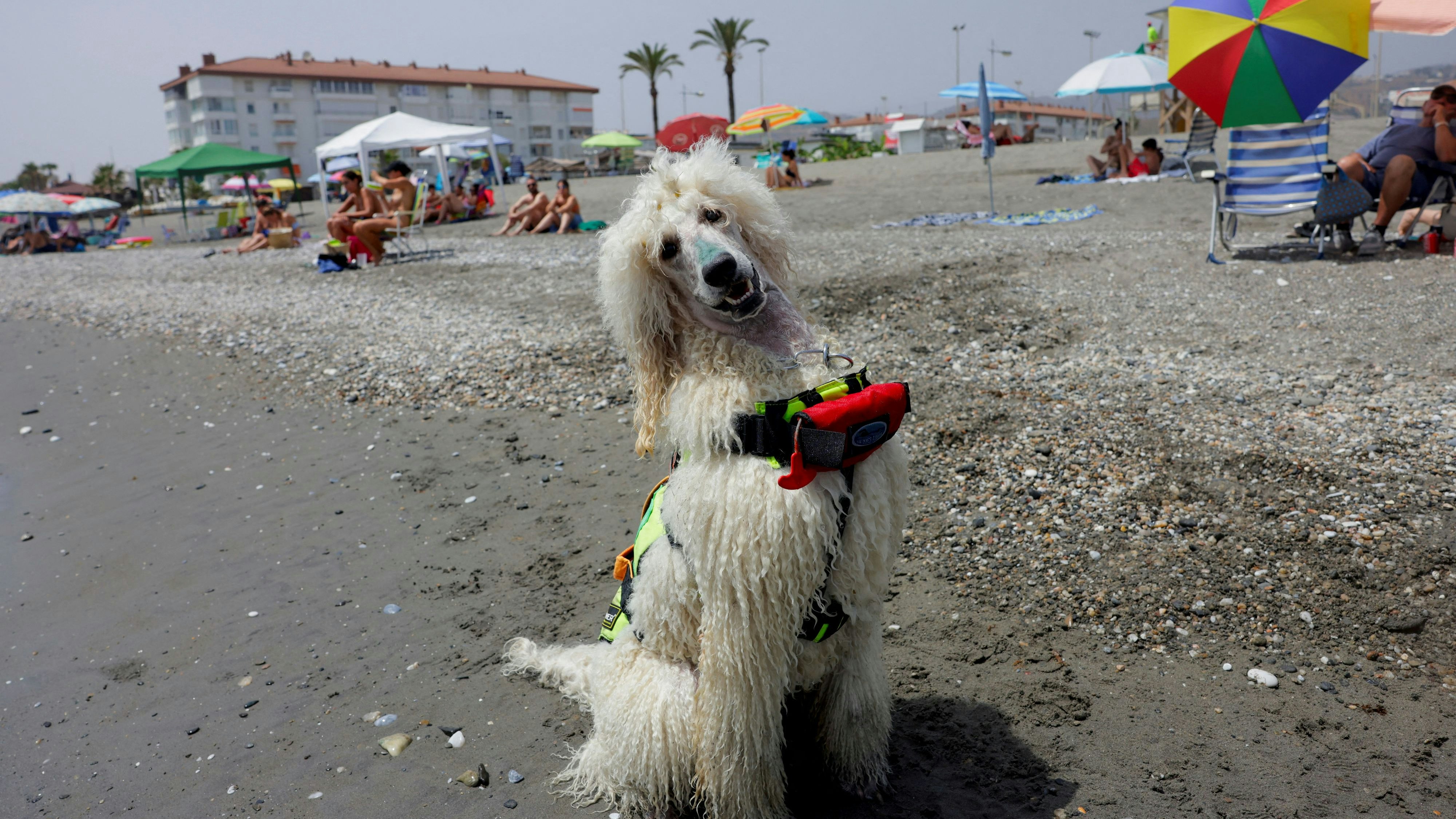 Großpudel "Nilo" vergibt Badenden in Seenot jeden Fehler.