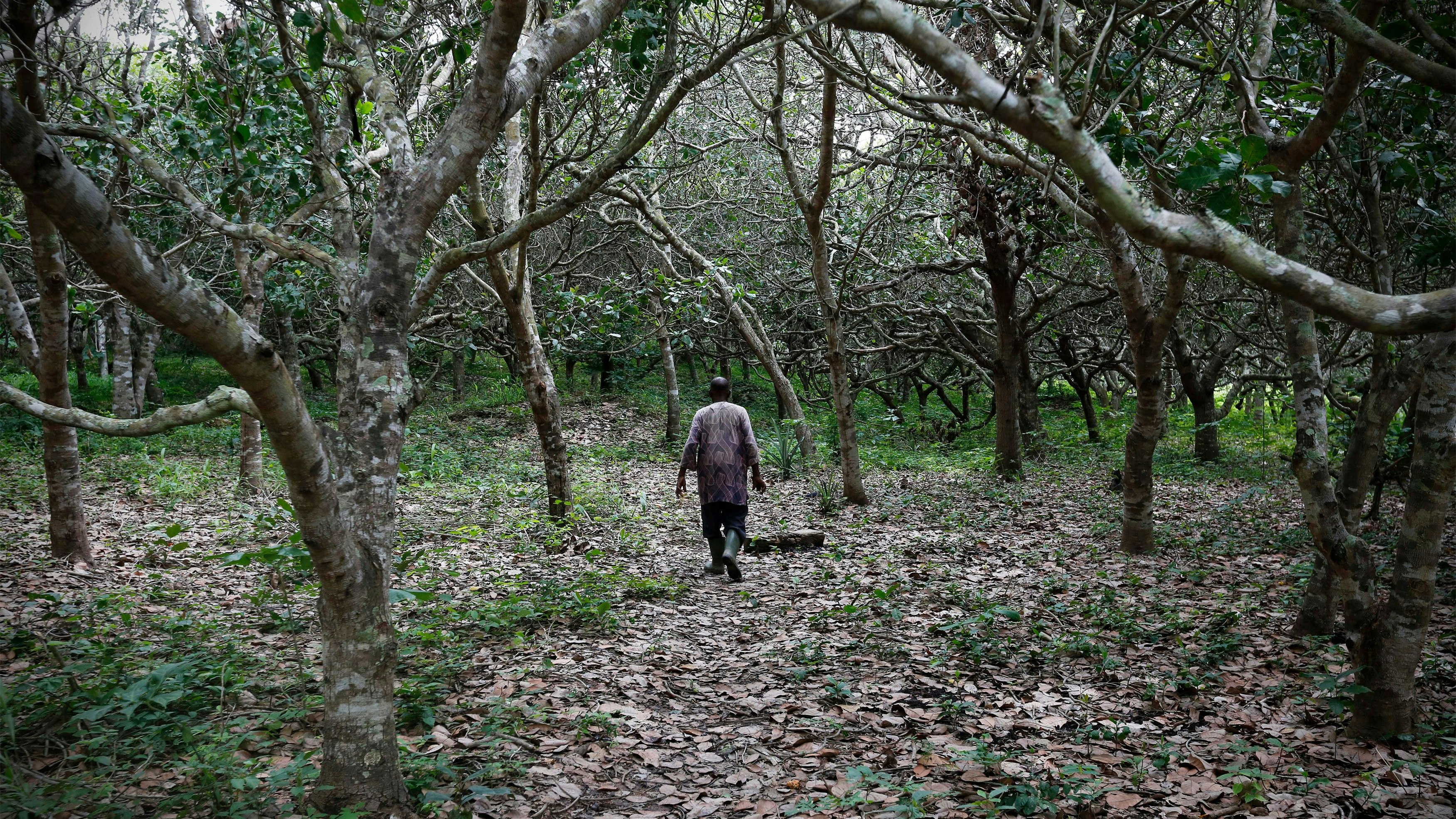 Blick auf eine Cashewnüss-Plantage außerhalb von Bondoukou in der Elfenbeinküste