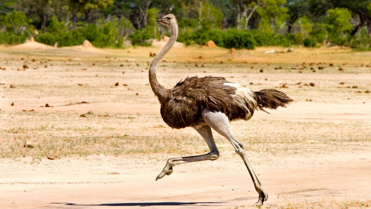 Ein Strauß erreicht bis zu 70 Stundekilometer. 