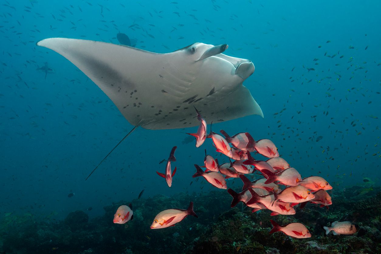 Auch Teufelsrochen kommen mittlerweile an den Küsten der Balearen vor.