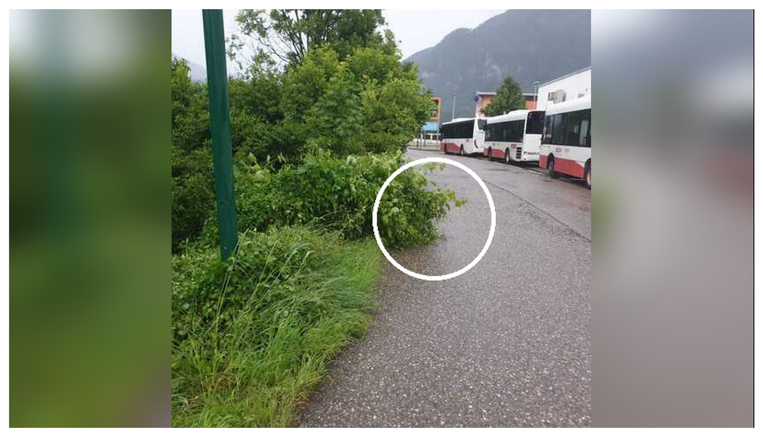 Weil dieser Strauch auf die Straße hing, wurde der Notruf gewählt.