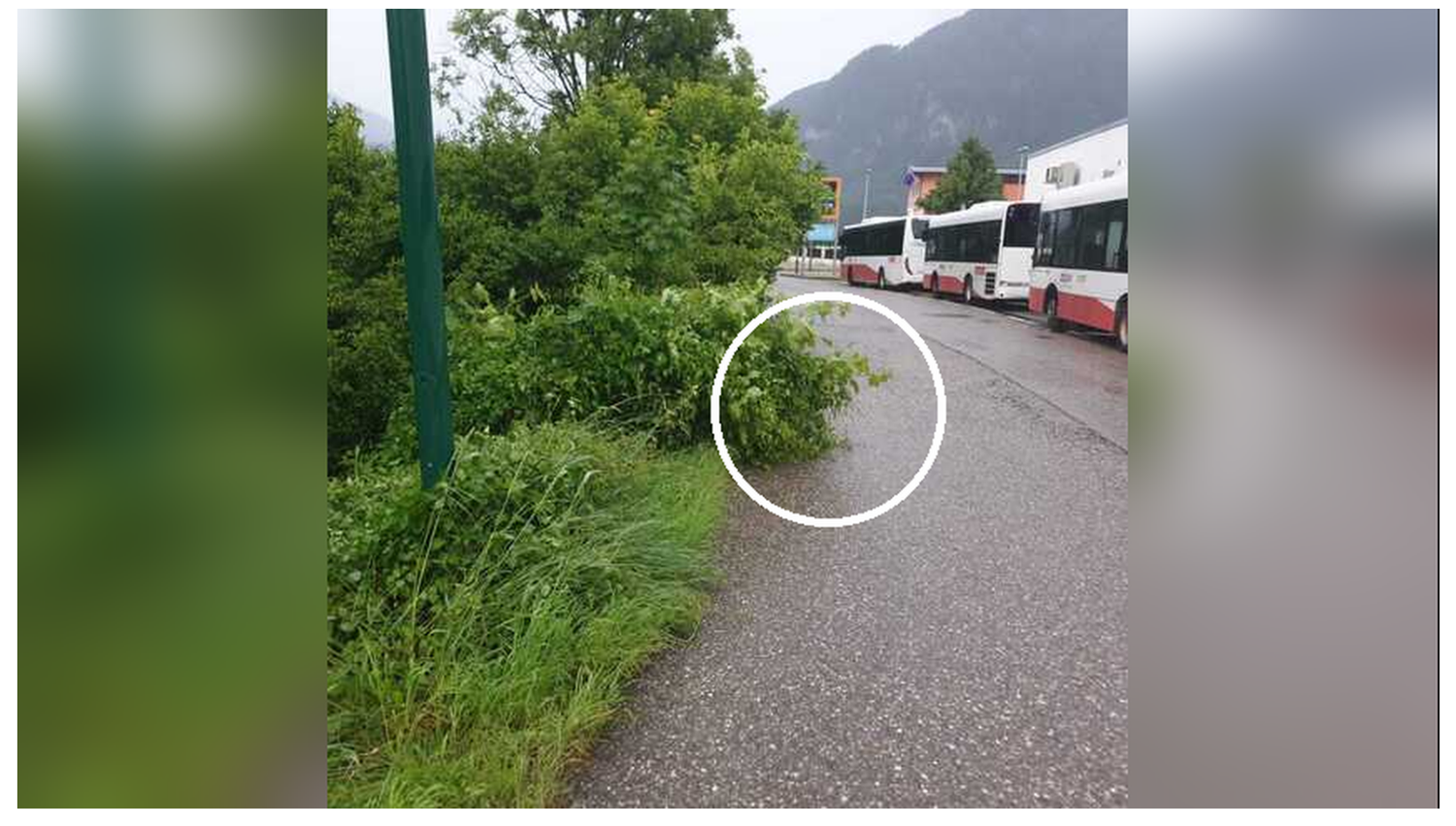 Weil dieser Strauch auf die Straße hing, wurde der Notruf gewählt.