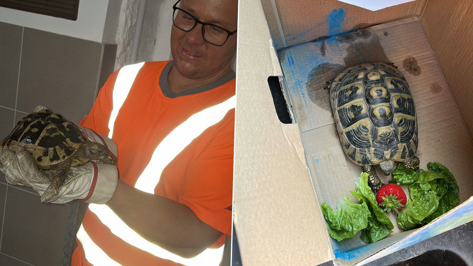 Schildkröte weggeworfen – MA48-Arbeiter rettet Tierchen