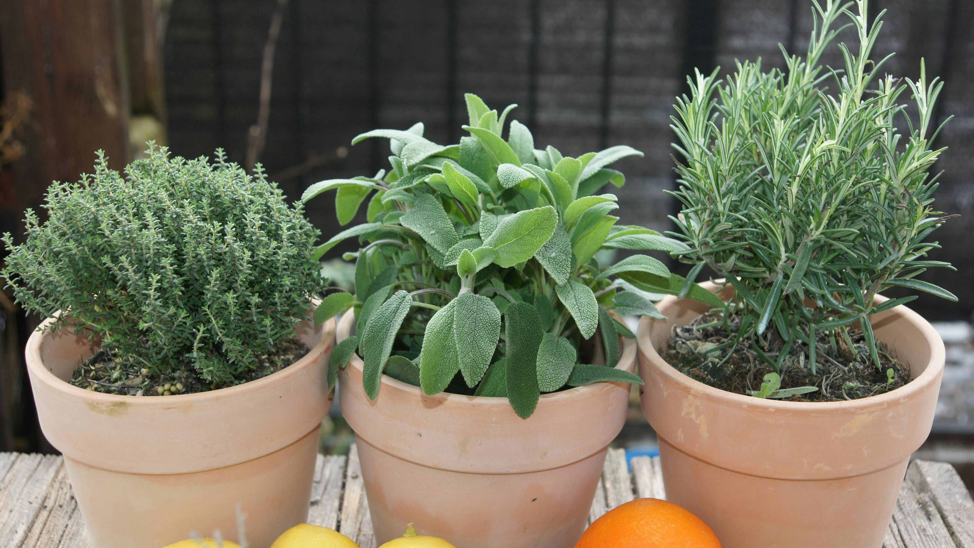 Nicht nur Rosmarin (rechts), auch Salbei (Mitte) enthält die entzündungshemmende Carnosolsäure.