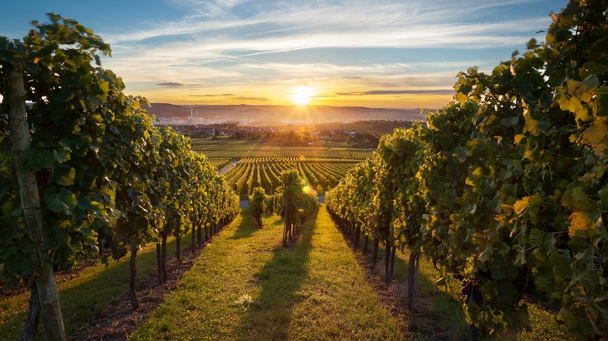 Symbolbild von Weingärten