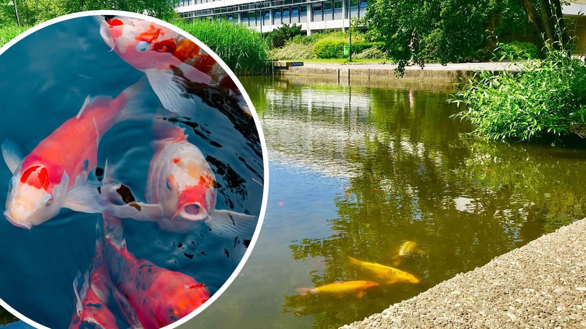 Der Teich am Linzer Unigelände muss professionell abgefischt werden.