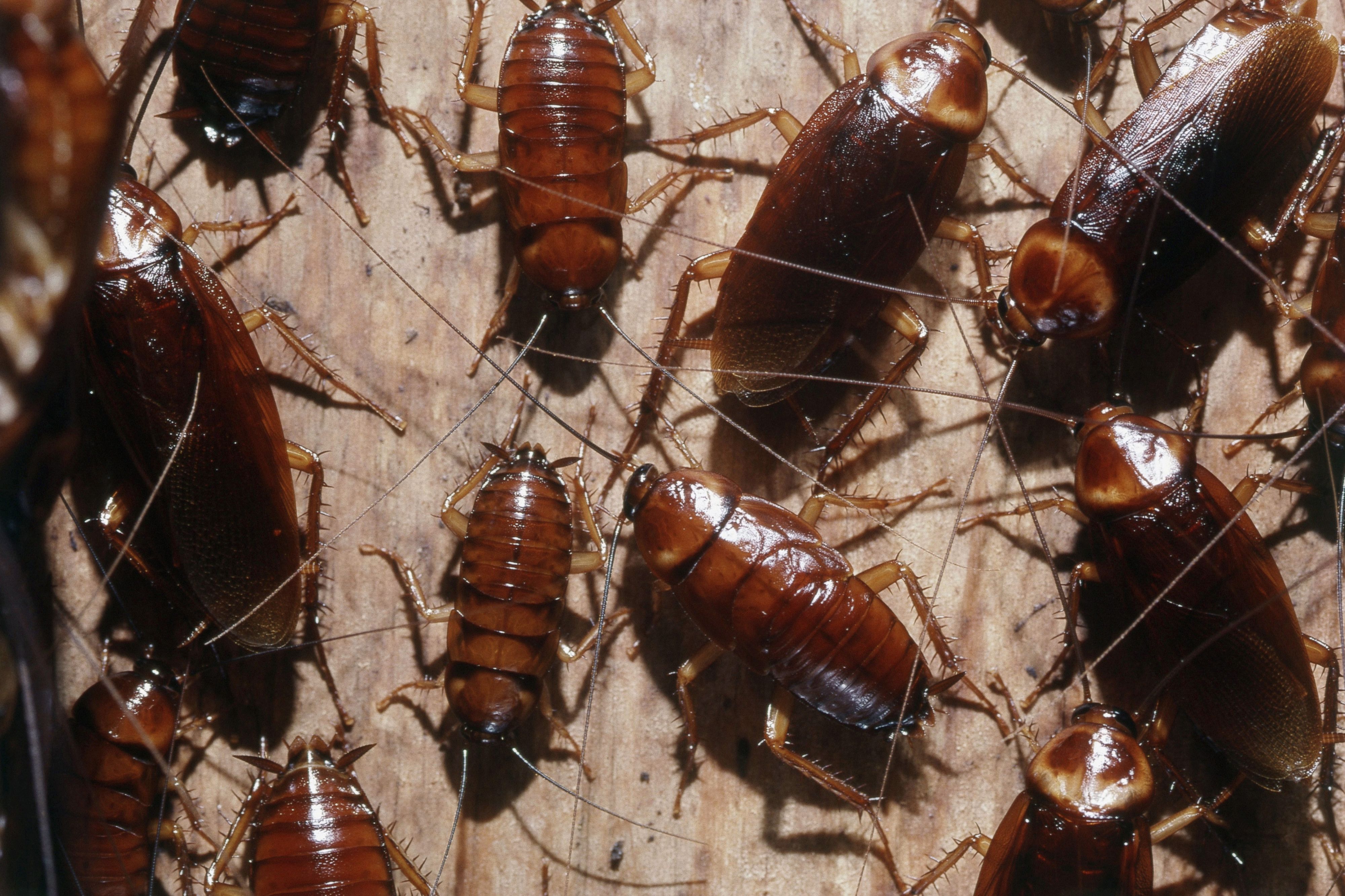 Vermehrt wurden Kakerlaken in Vororten von Rom gesichtet.