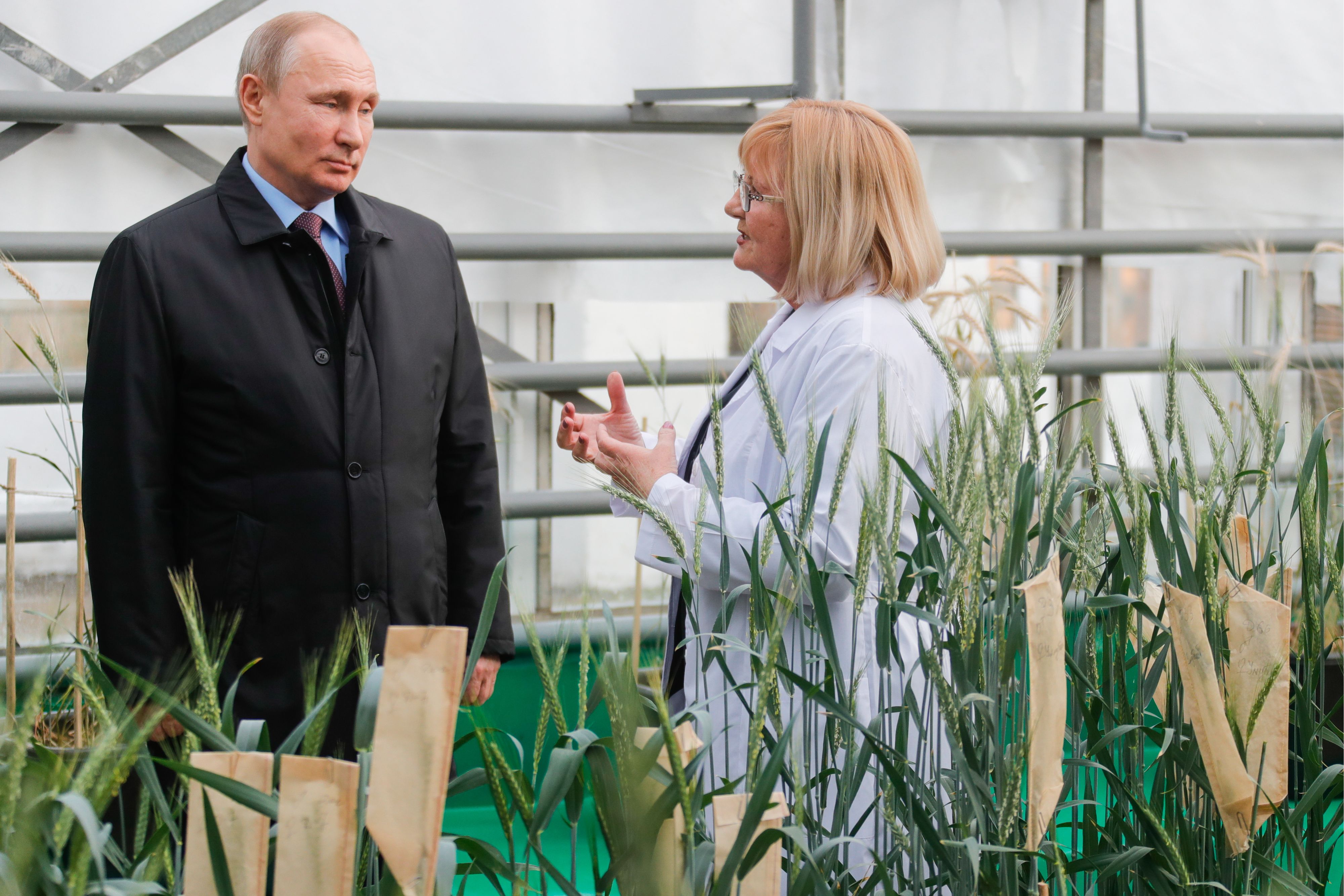 Präsident <strong>Wladimir Putin</strong> beklagte öffentlich das Fehlen von Kartoffeln – ein Symbol für die angespannte Versorgungslage. (Symbolbild)