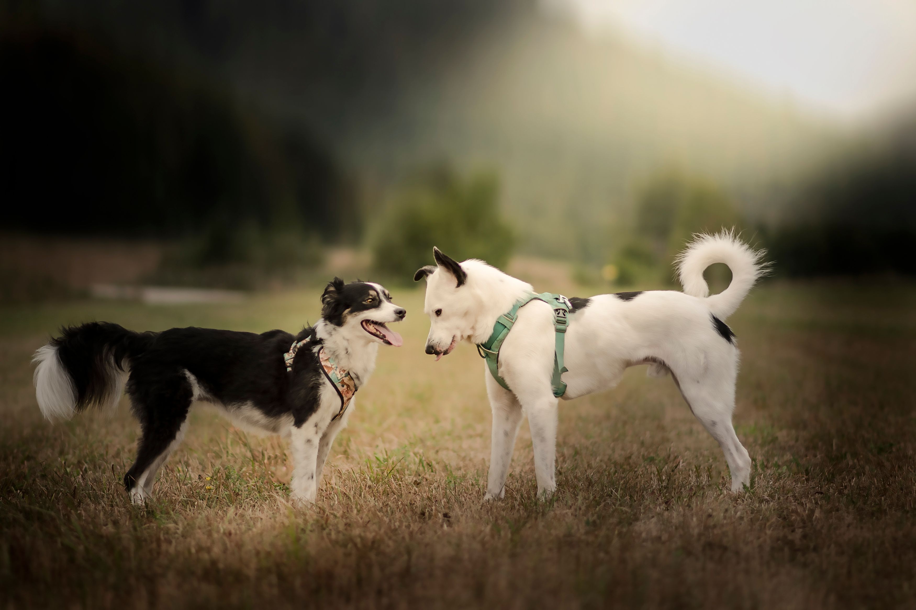 Heute.at - A taste of KEKS: Der Keks und die Kuh