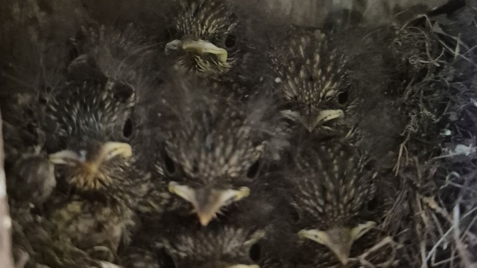 Vor allem das Rotkehlchen nistet gerne in Totholzhaufen. 