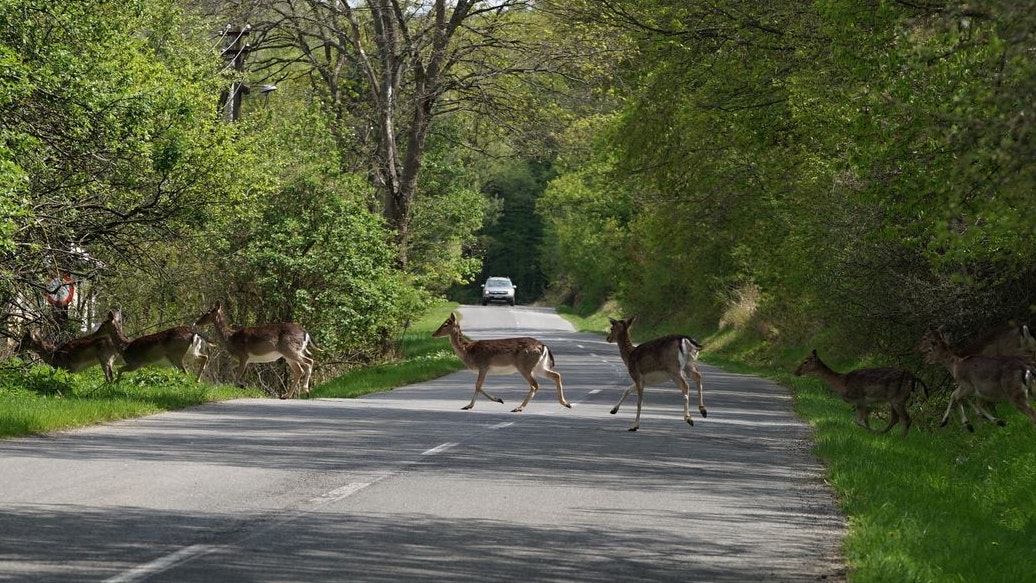 Heute.at - Zusammenstoß mit Reh – Motorradfahrer schwer verletzt