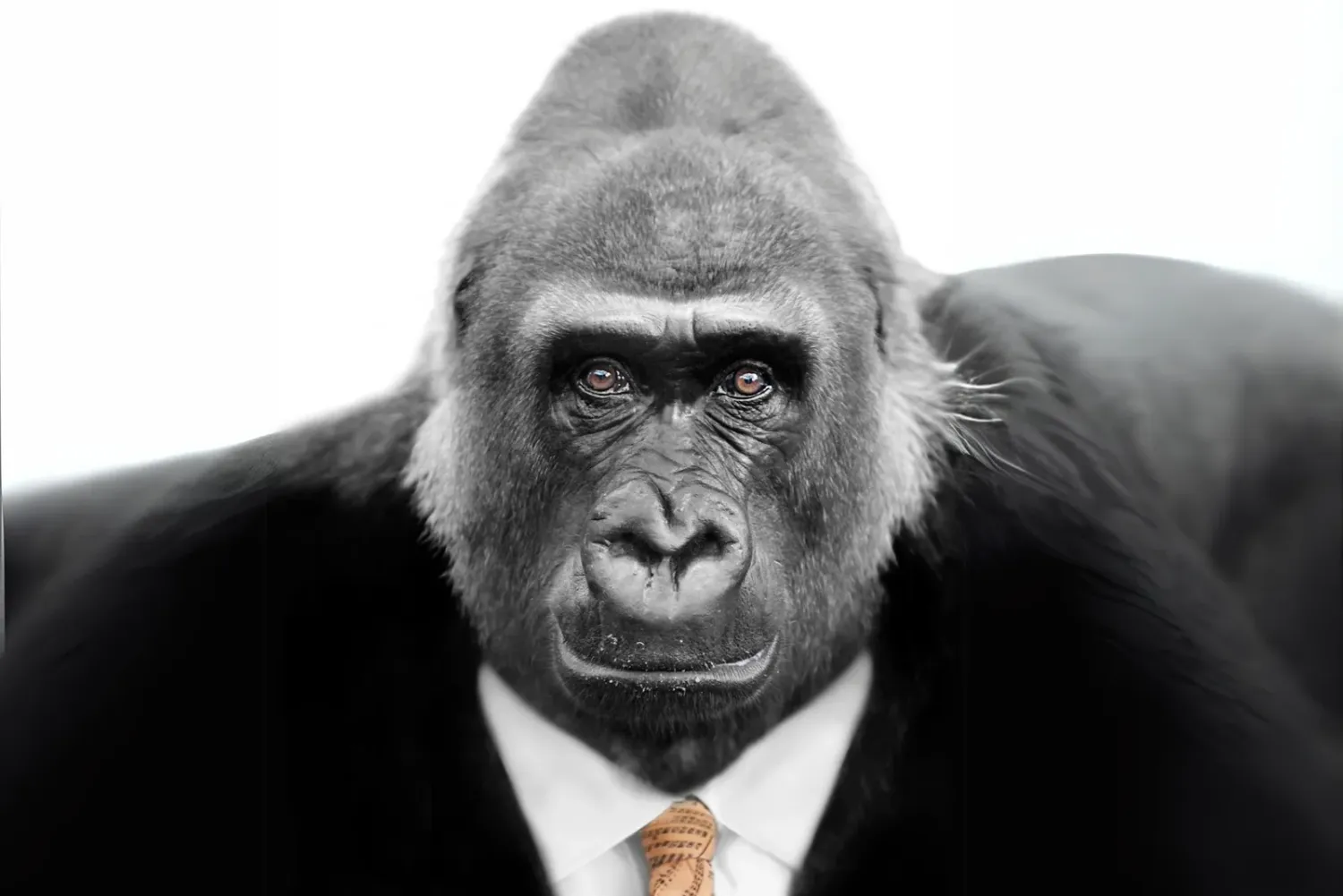 <strong>Affe spielt Kafka</strong>: 