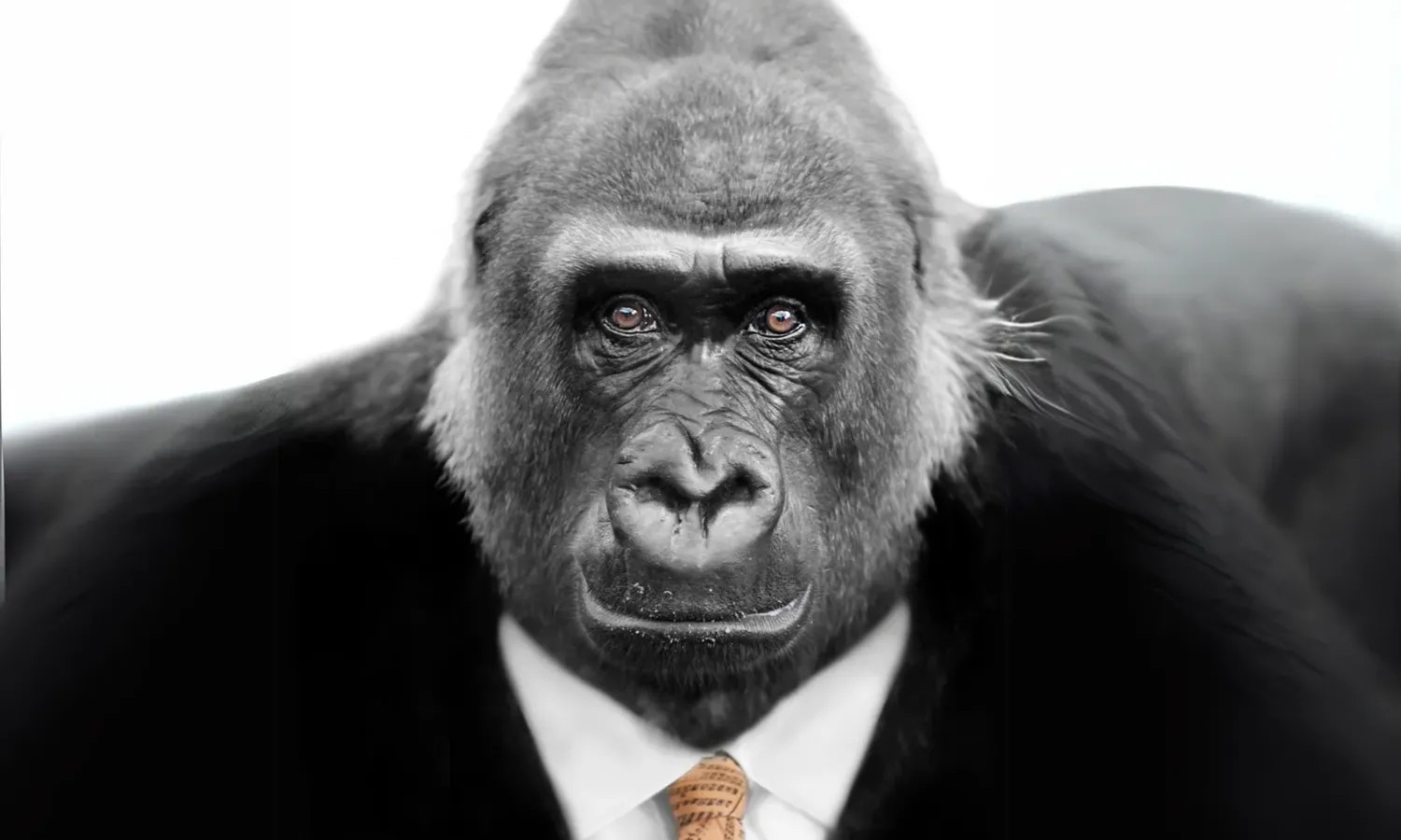 Affe spielt Kafka
