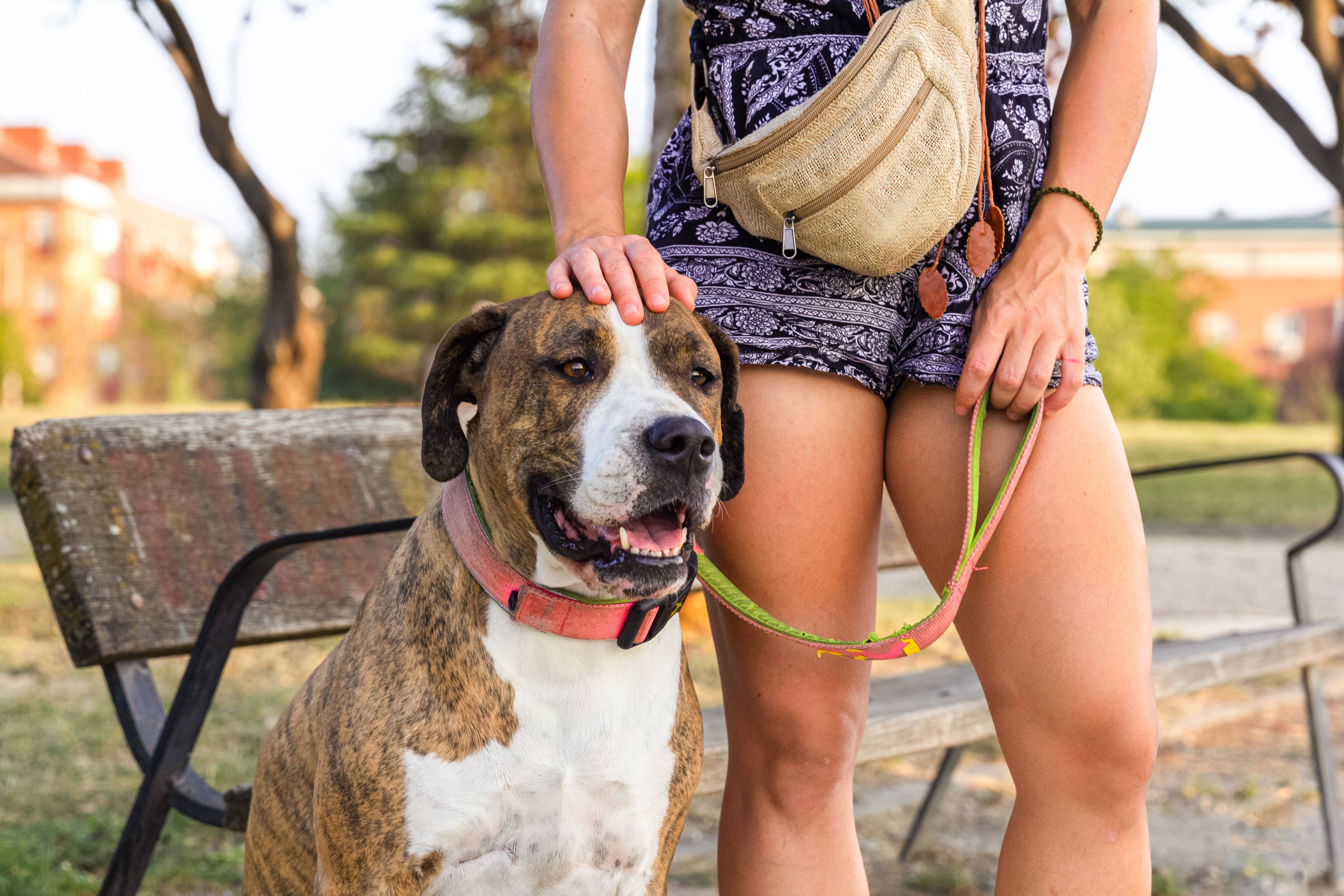 Der Sachkundekurs vermittelt vor der Aufnahme des Tieres Grundkenntnisse über die Anschaffung, Haltung, Pflege und Erziehung von Hunden sowie die rechtlichen Bestimmungen.