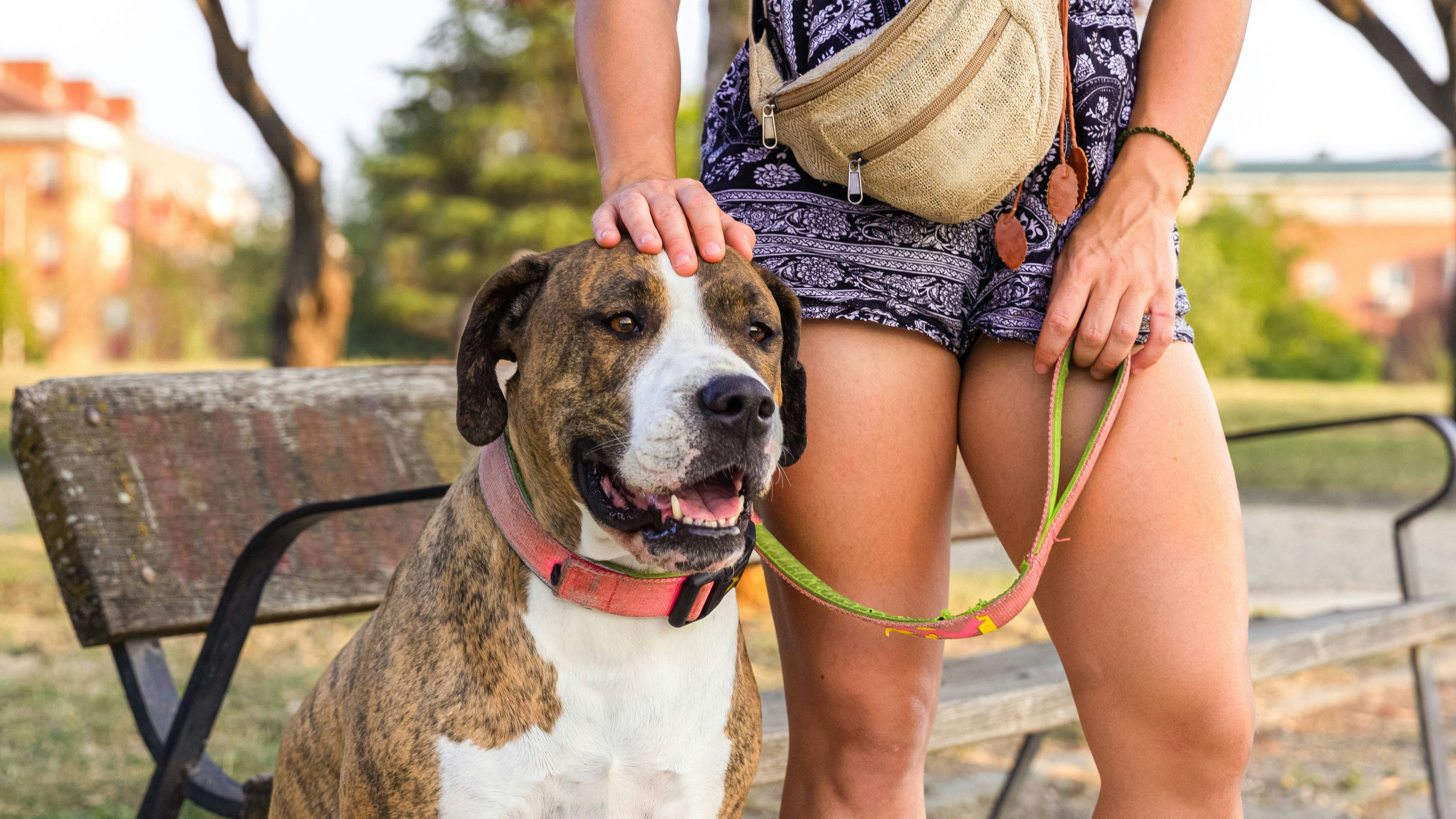 Heute.at - Diesen Kurs muss bald jeder Hundehalter machen