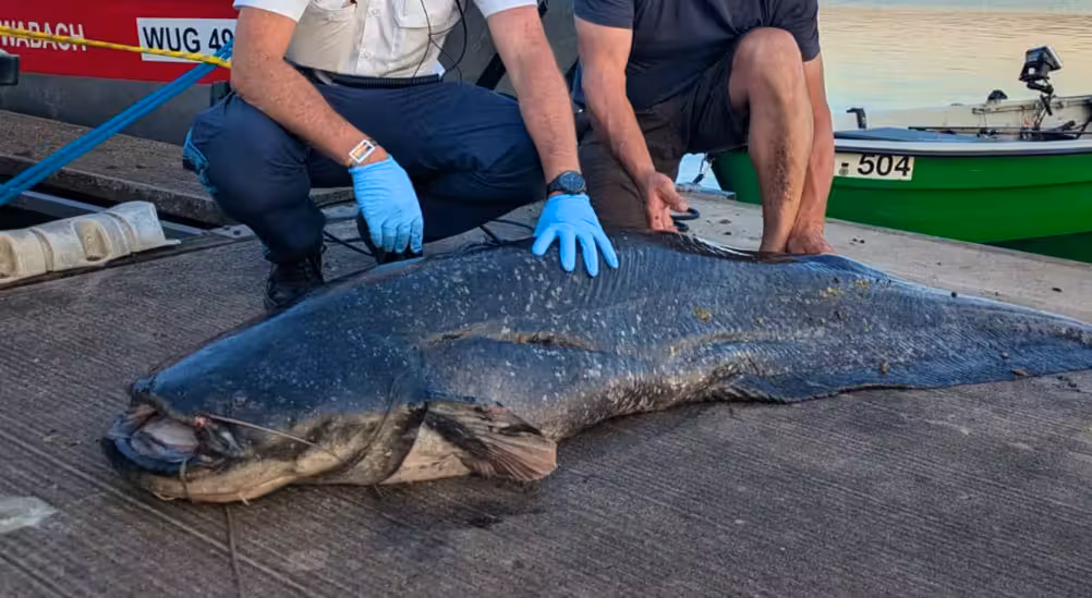 Nun hat erneut ein Wels zugebissen.
