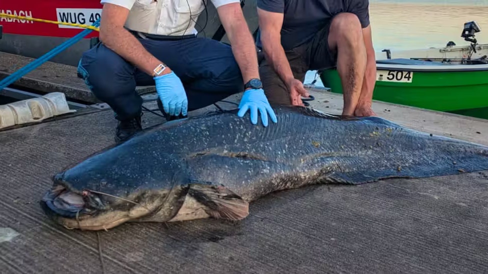 Heute.at - Polizei erschießt Riesen-Wels mit Dienstwaffe