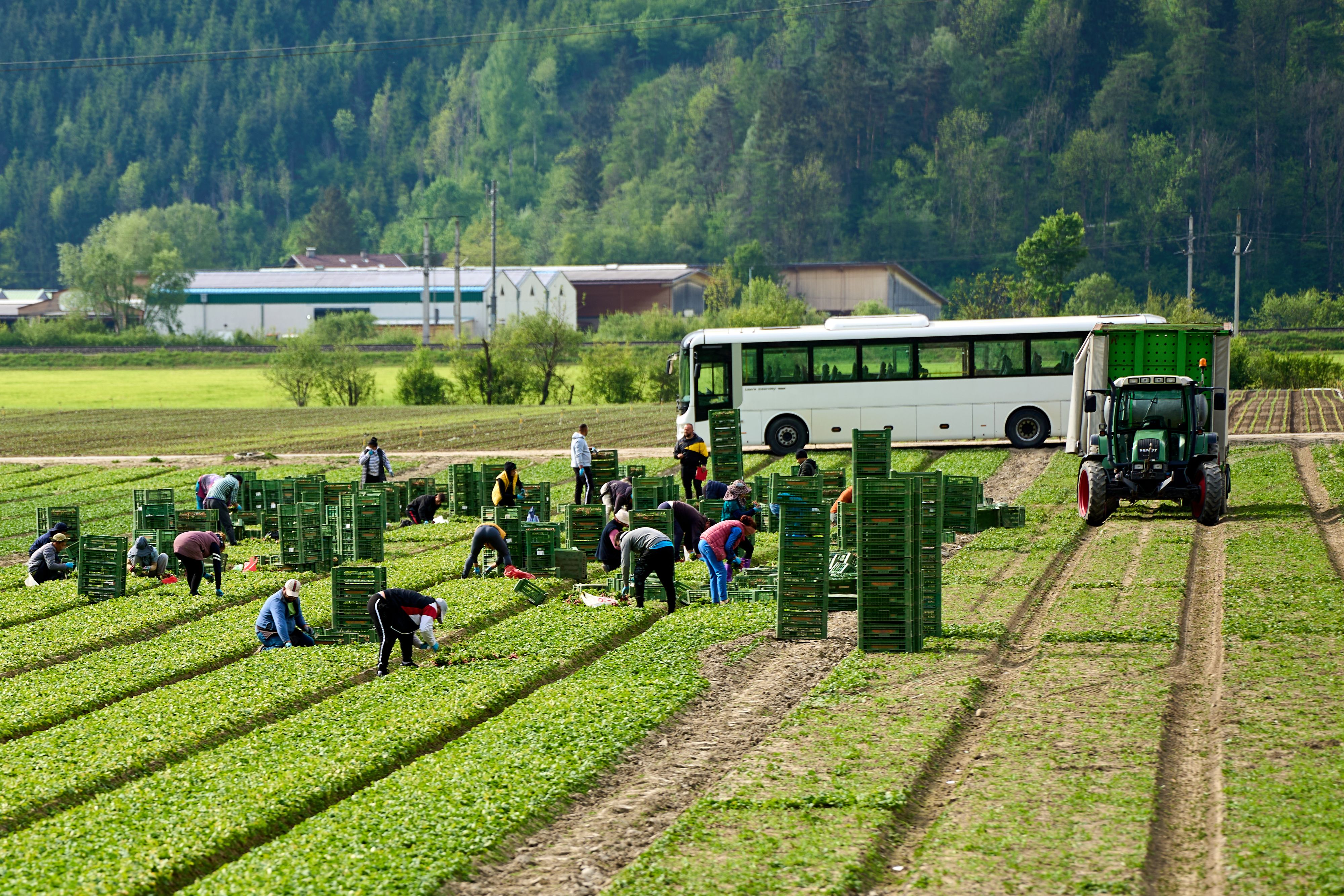 Der Busfahrer ließ die Erntehelfer ohne Geld und Reisepass stehen.