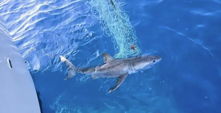Ein Fischer hat den jungen Hai gefangen.
