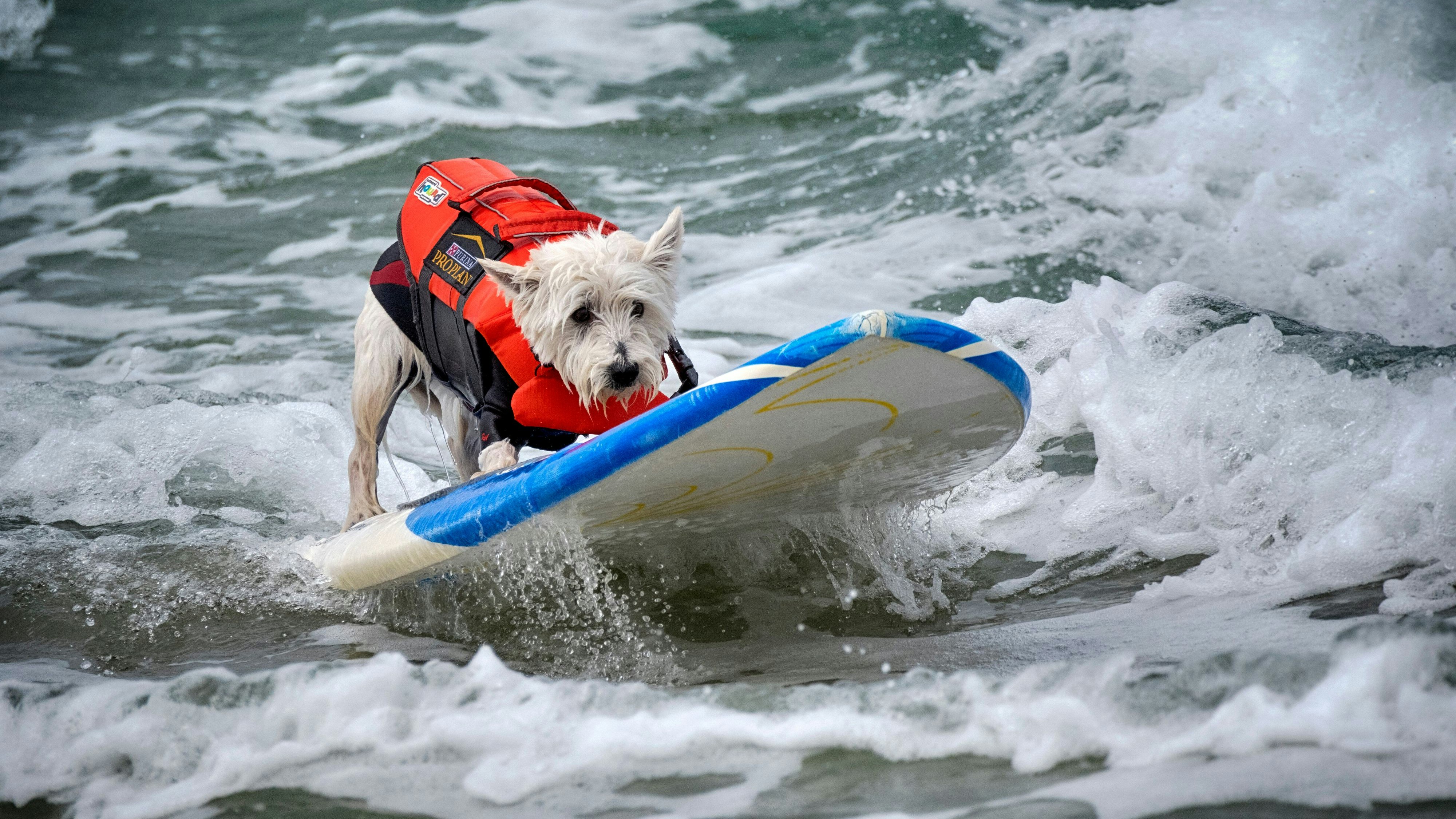 Heute.at - Es wird wieder salzig! Surfwettbewerb beliebter denn je