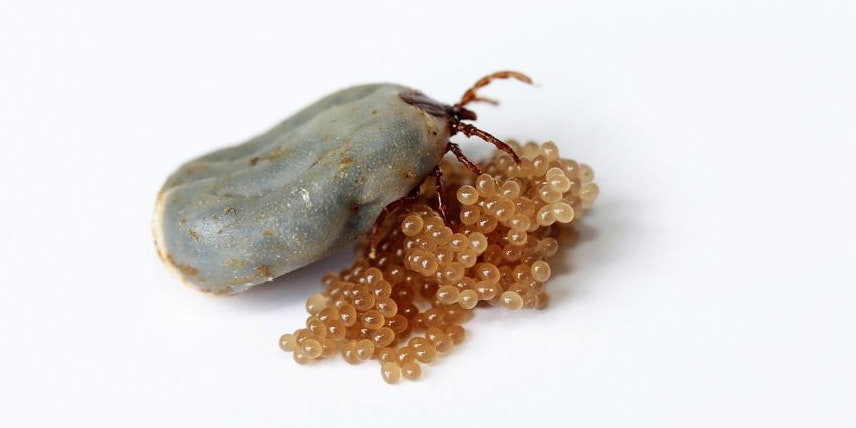 Das Zeckenweibchen legt nach ihrer letzten Mahlzeit etwa 3.000 Eier. 