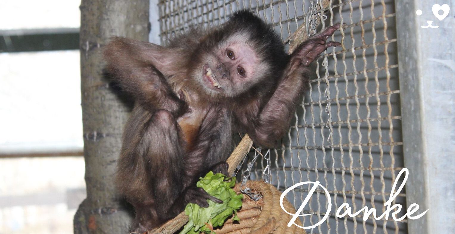 Das Kapuzineräffchen 