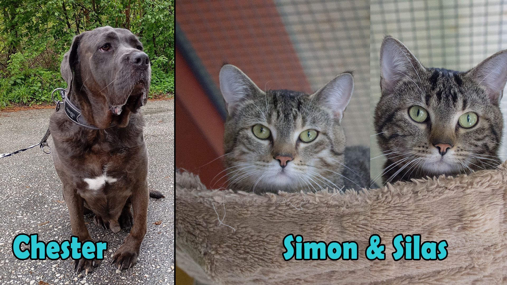 Auch diese Woche warten entzückende Schützlinge des Tierheims Klagenfurt auf einen liebevollen Lebensplatz.