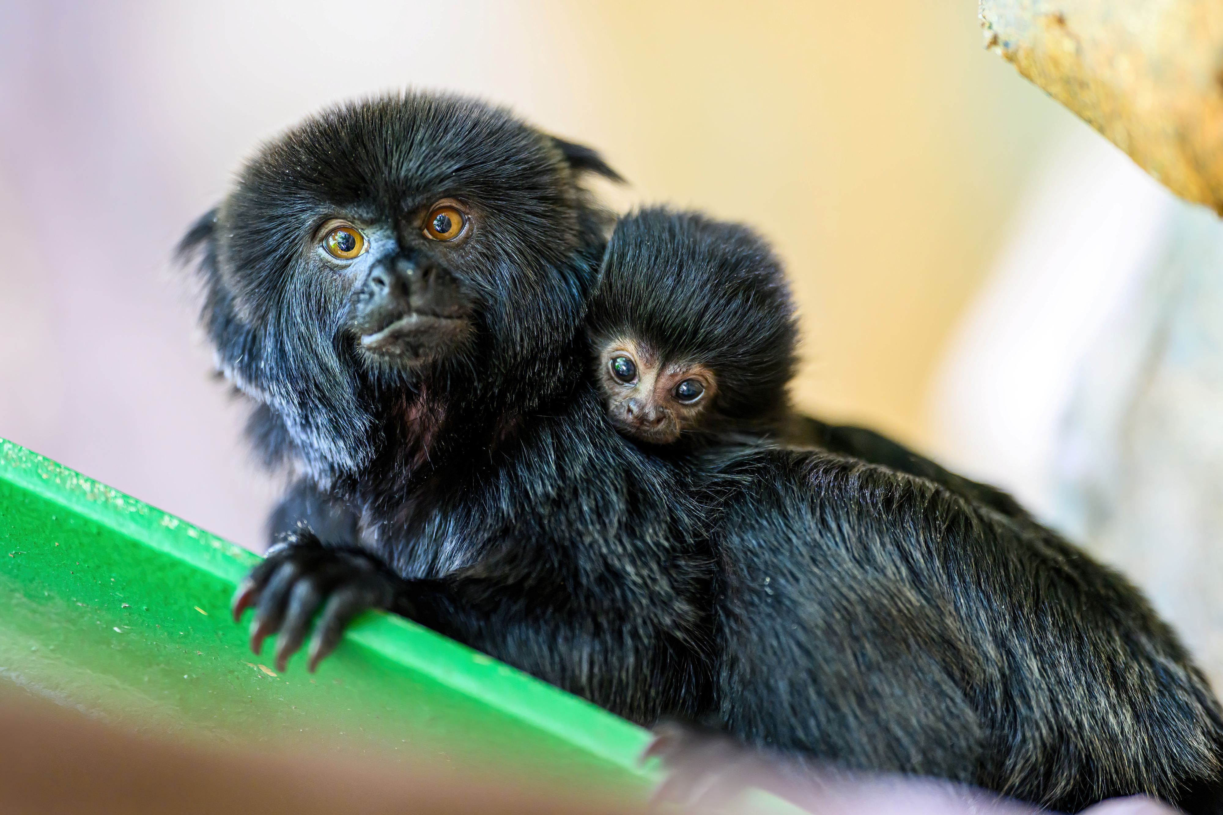 Erinnert das niedliche Baby nicht an die 