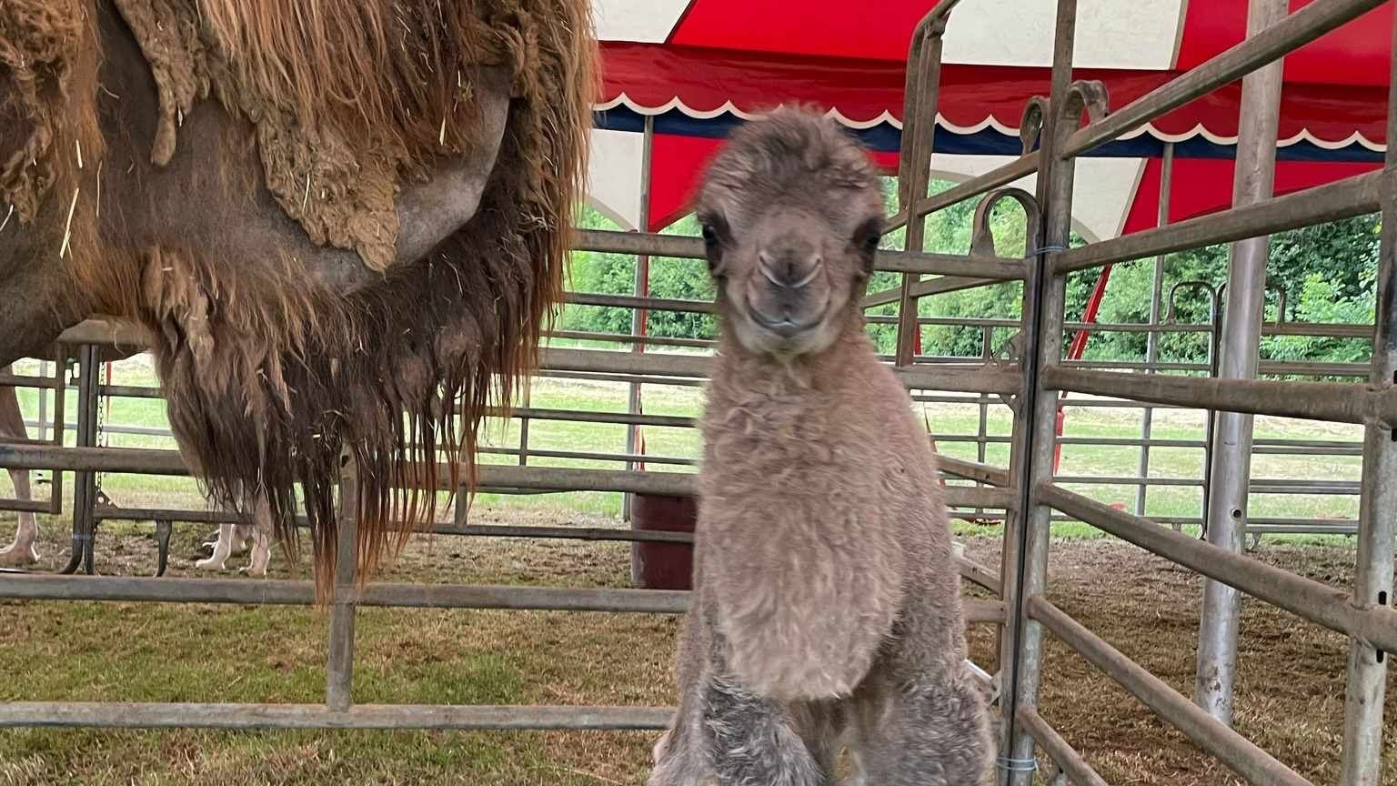 Das namenlose Kamelbaby mit seinem stolzen Elternteil.