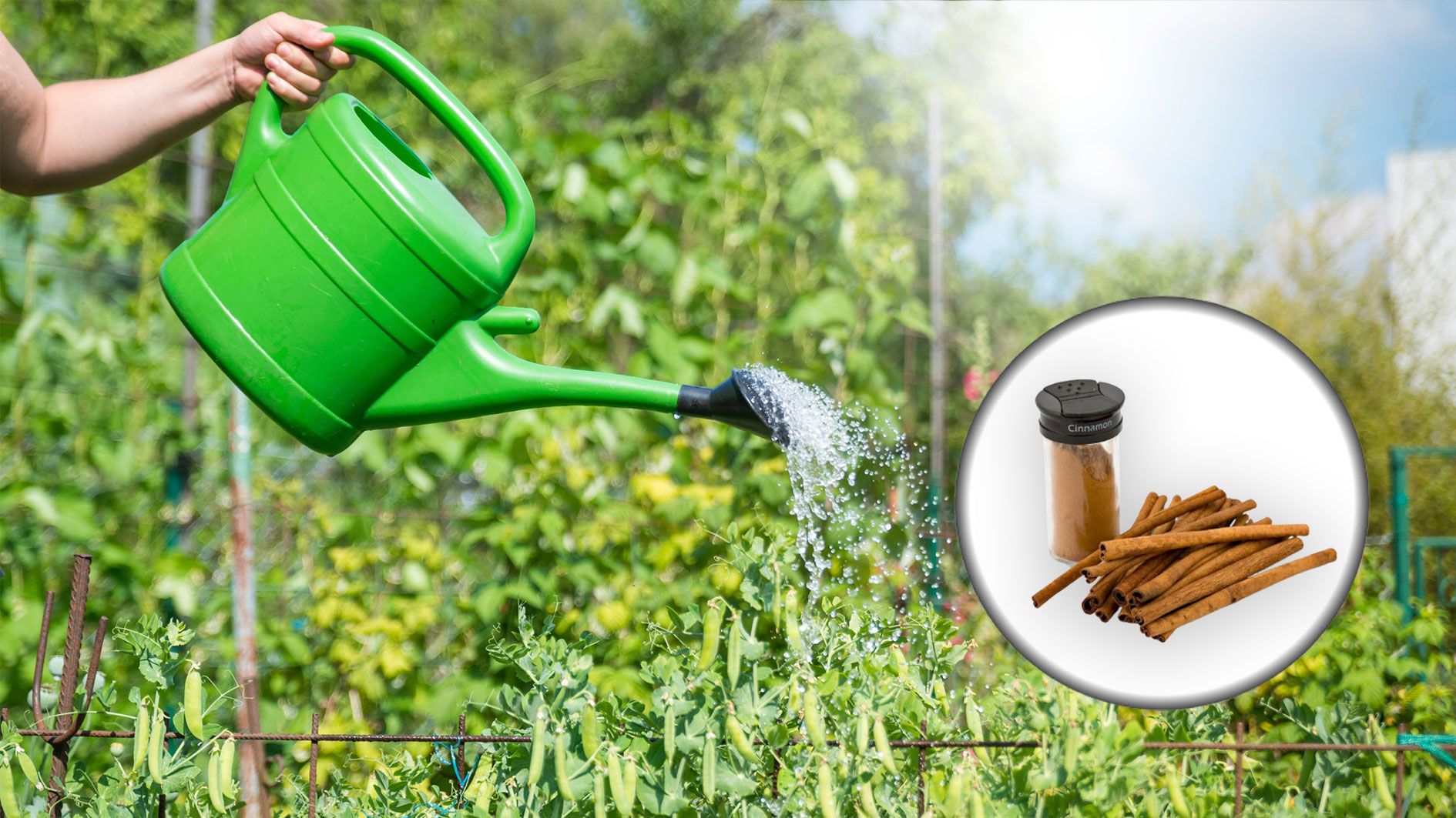 Zimt besitzt einige Stoffe, die nicht nur Tiere aus dem Garten wegscheuchen, sondern den Boden besonders nähren können.