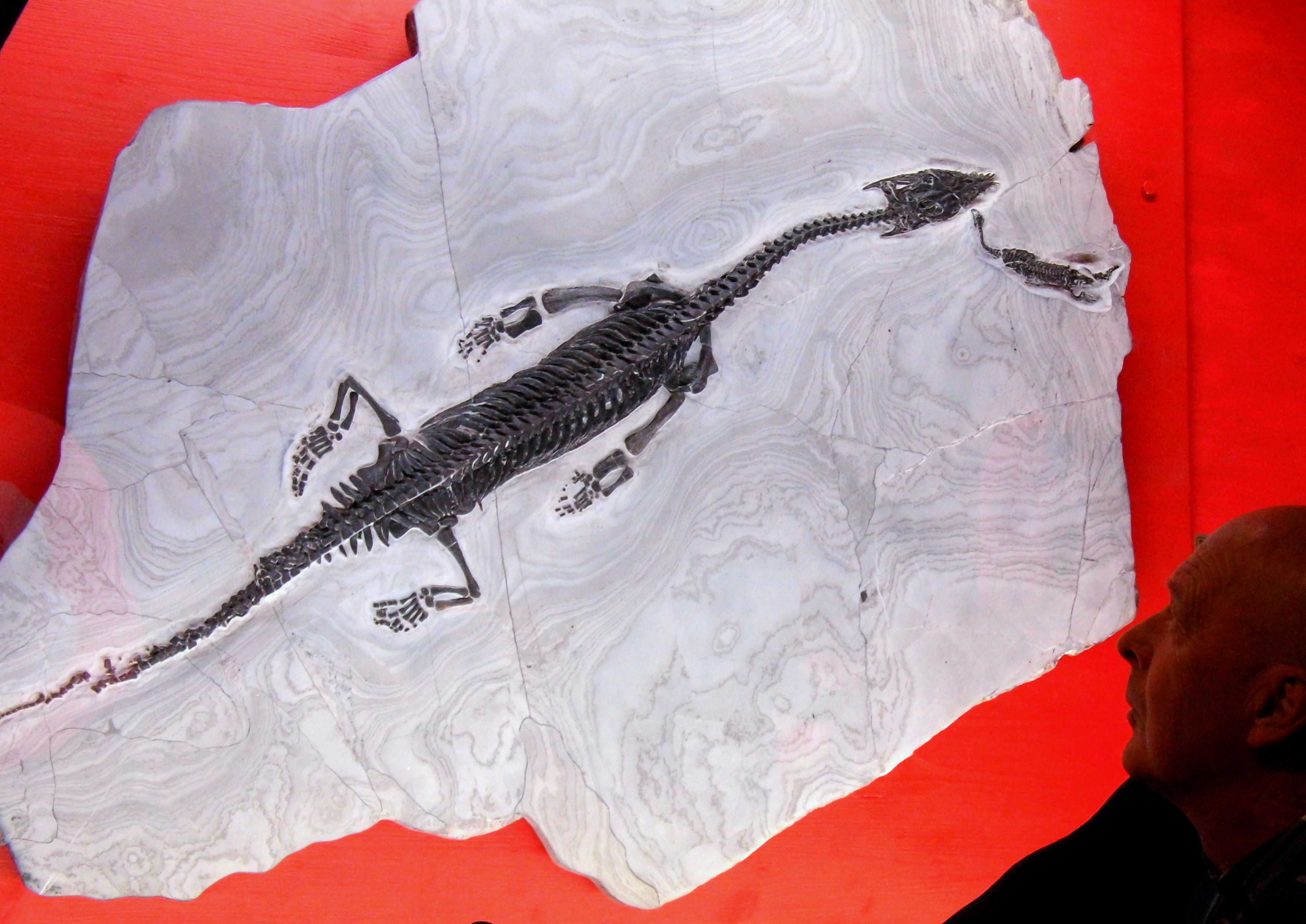 Der Meeres-Saurier war 1,15 Meter lang und ein gefährlicher Jäger.