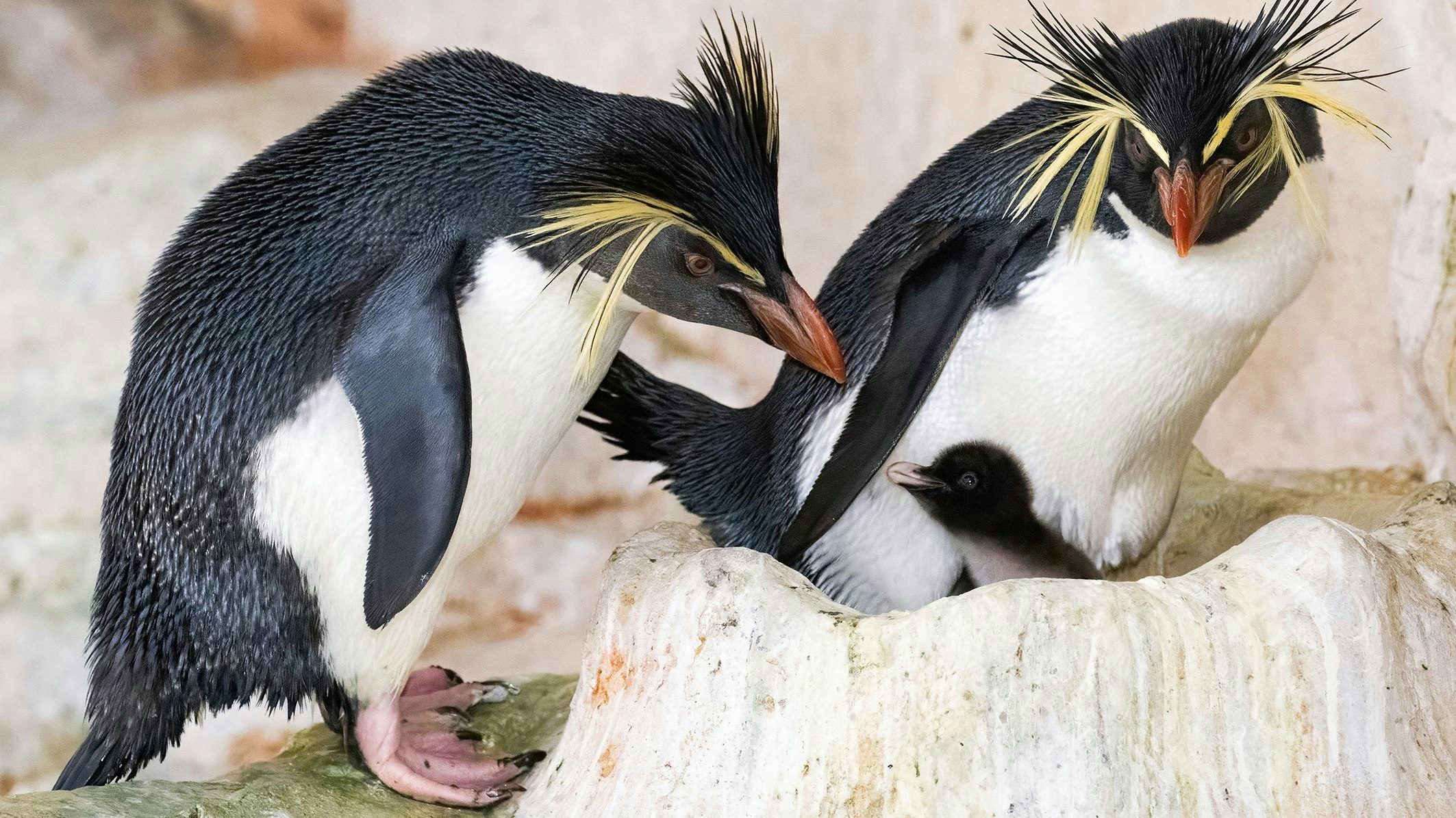 Heute.at - Ein Dutzend! Flausch-Alarm im Tiergarten Schönbrunn