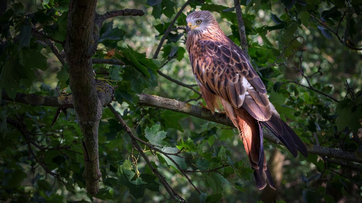Heute.at - Wieder vergiftete Greifvögel! Wer ist der Täter?