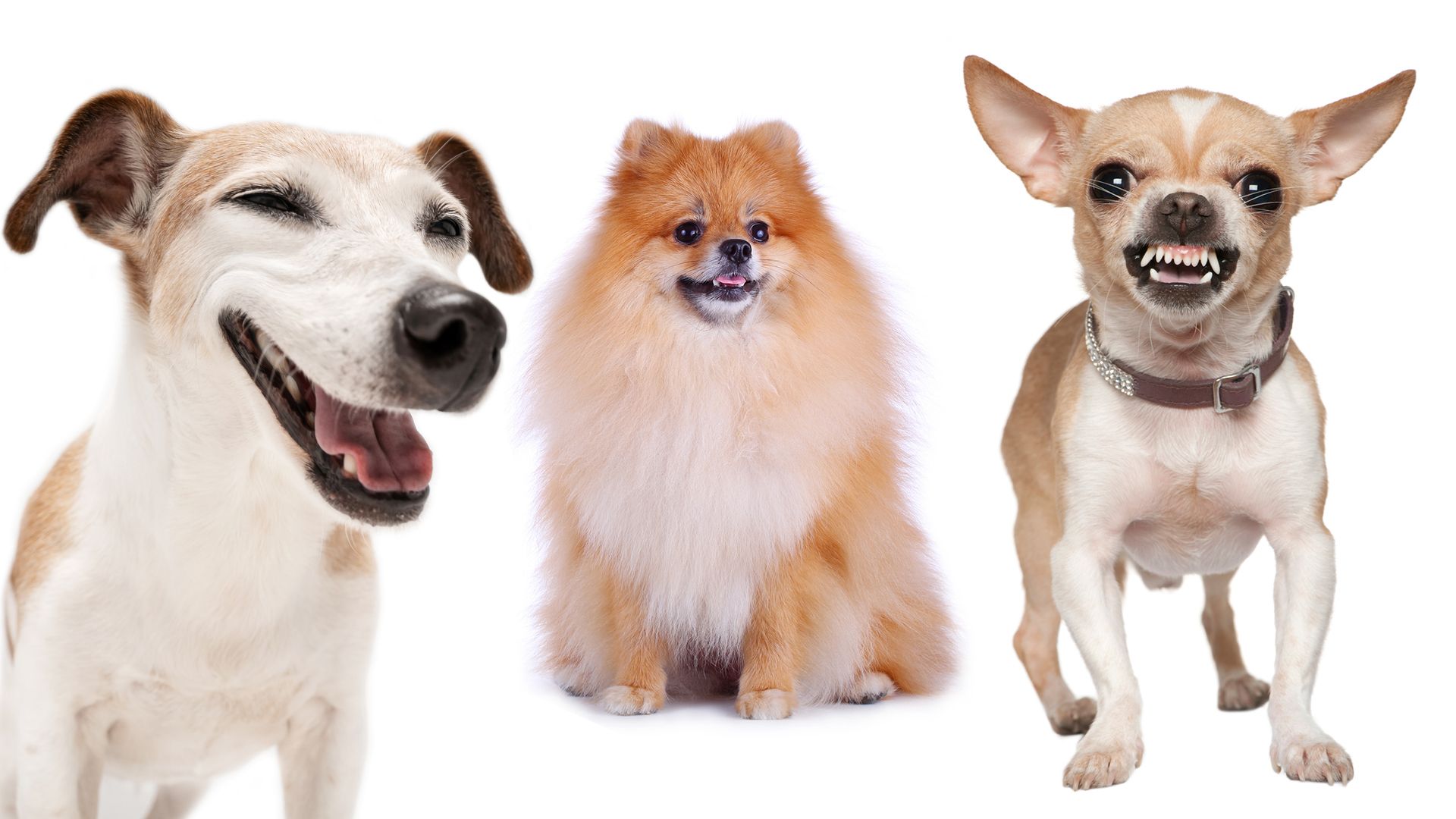 Auf Platz 1: Chihuahua / Platz 2: Zwergspitz (Pomeranian) / Platz 3: Jack Russel Terrier 