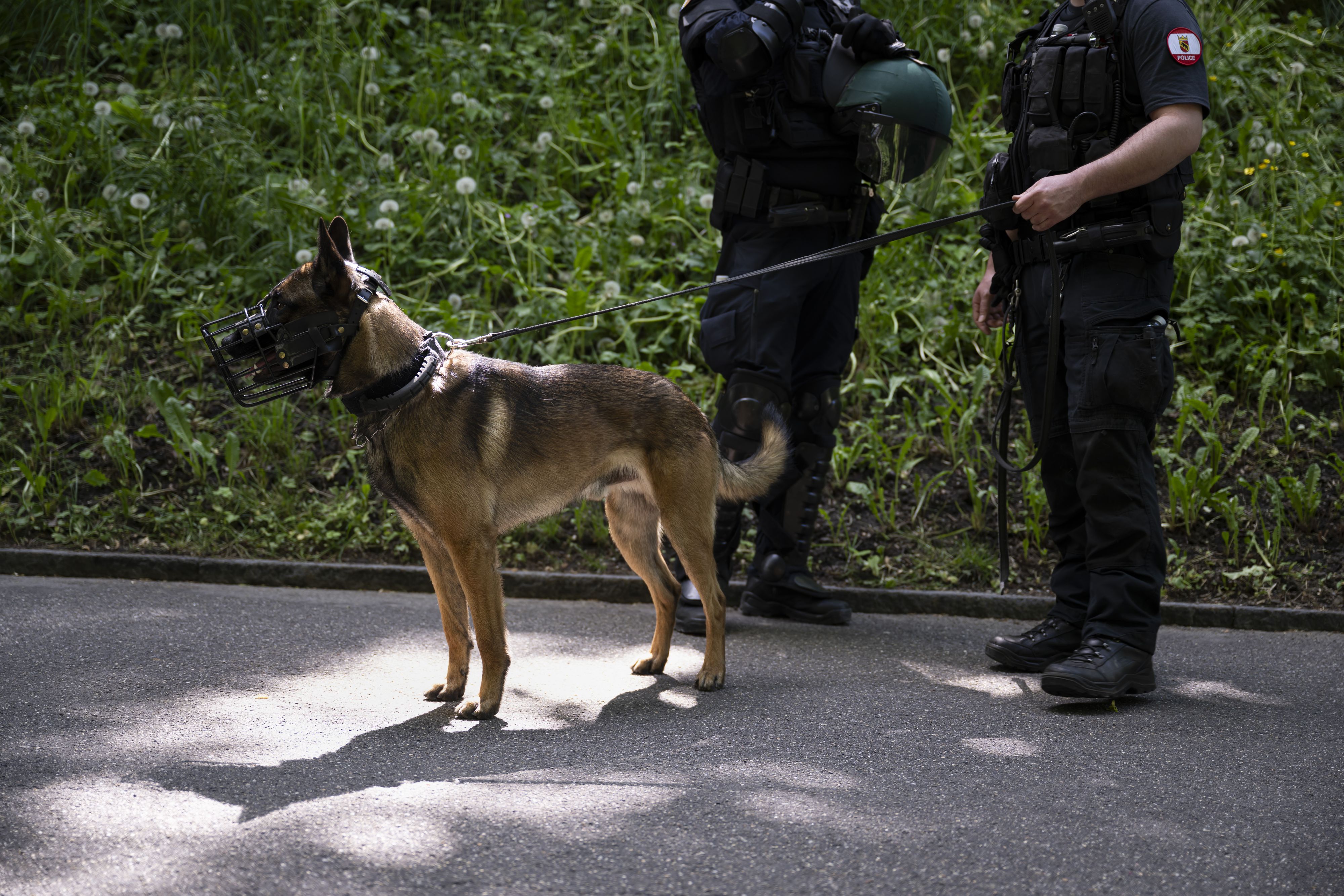 Mithilfe einer Hundestaffel konnte die Vermisste ausfindig gemacht werden. (Symbolbild)
