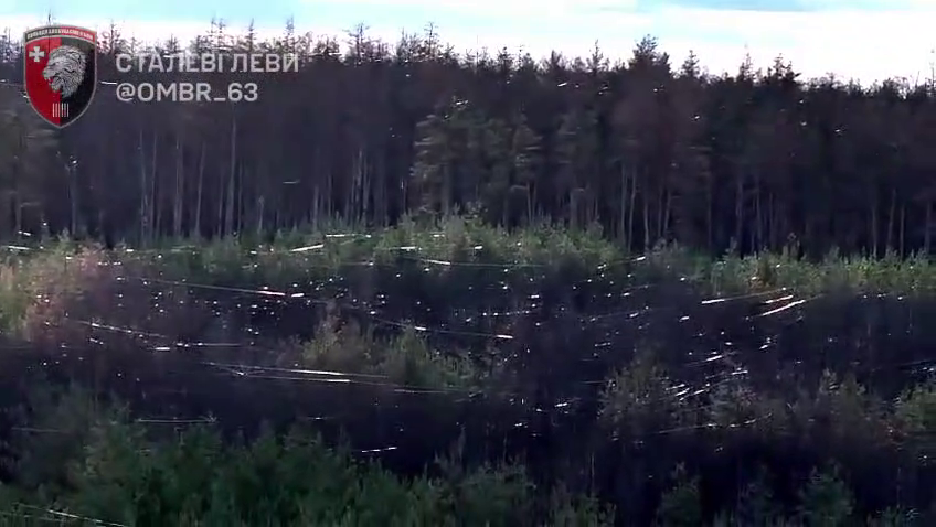 Der ganze Wald scheint durch ein riesiges Spinnennetz bedeckt.