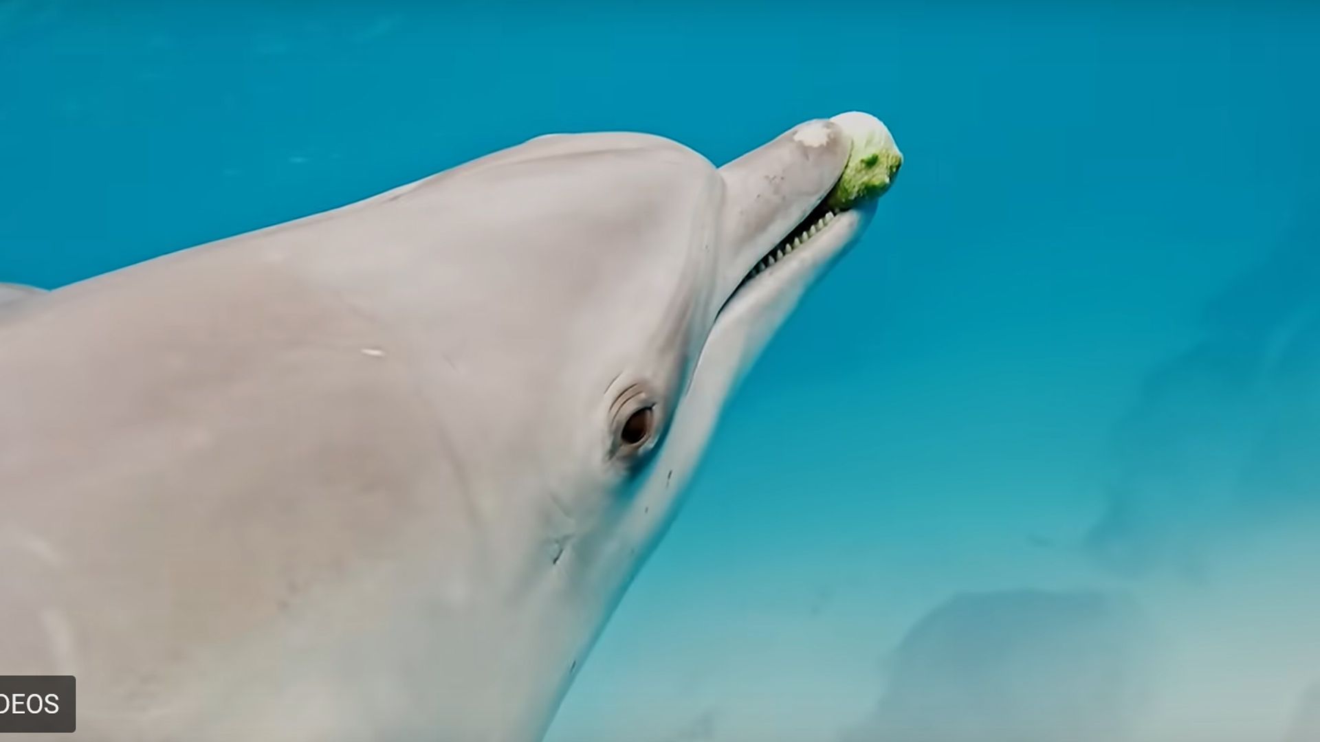 Es handelte sich bei der Gruppe um rein männliche Tiere.