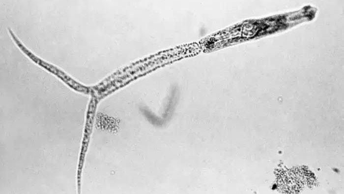 Entenflöhe sind eigentlich keine Flöhe, sondern mikroskopisch kleine, wurmähnliche Larven – Zerkarien genannt.