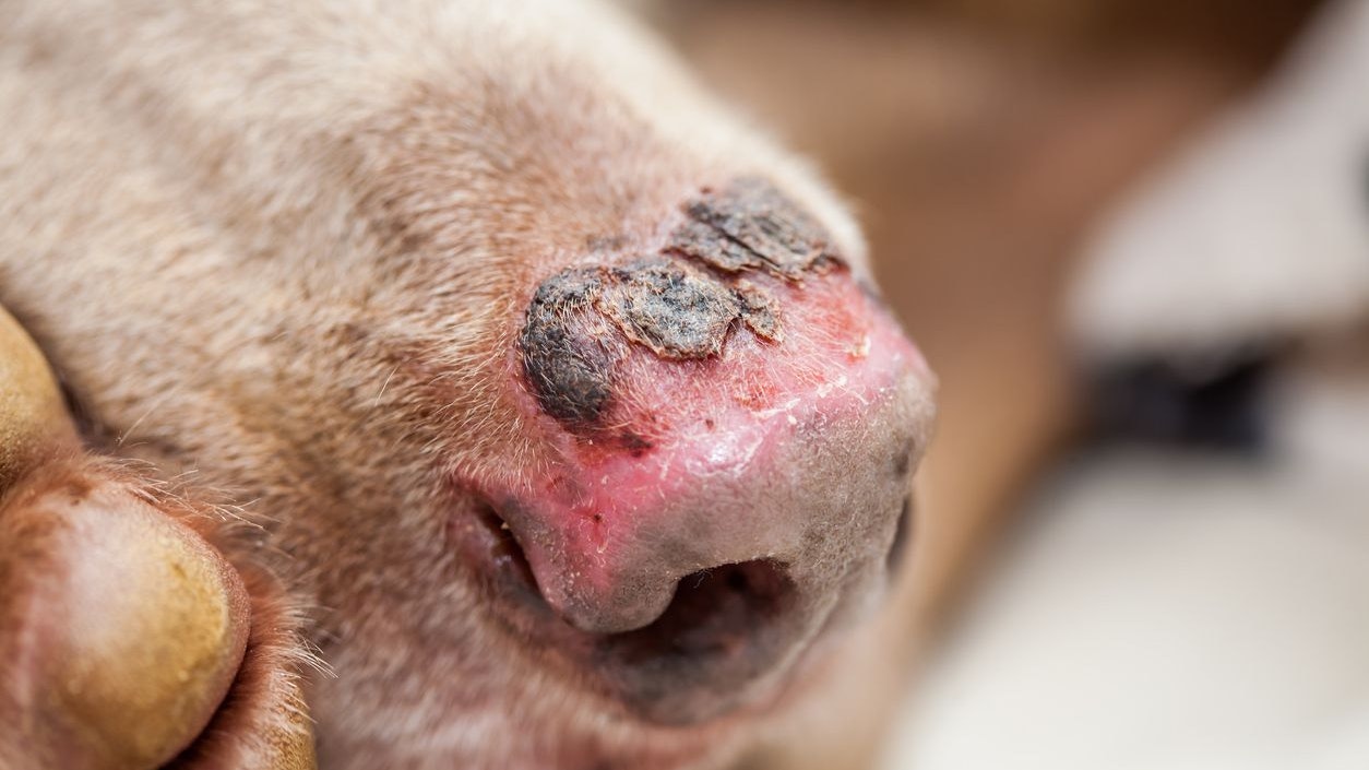 Heute.at - Hitzewelle! So schützt du deinen Hund vor Sonnenbrand