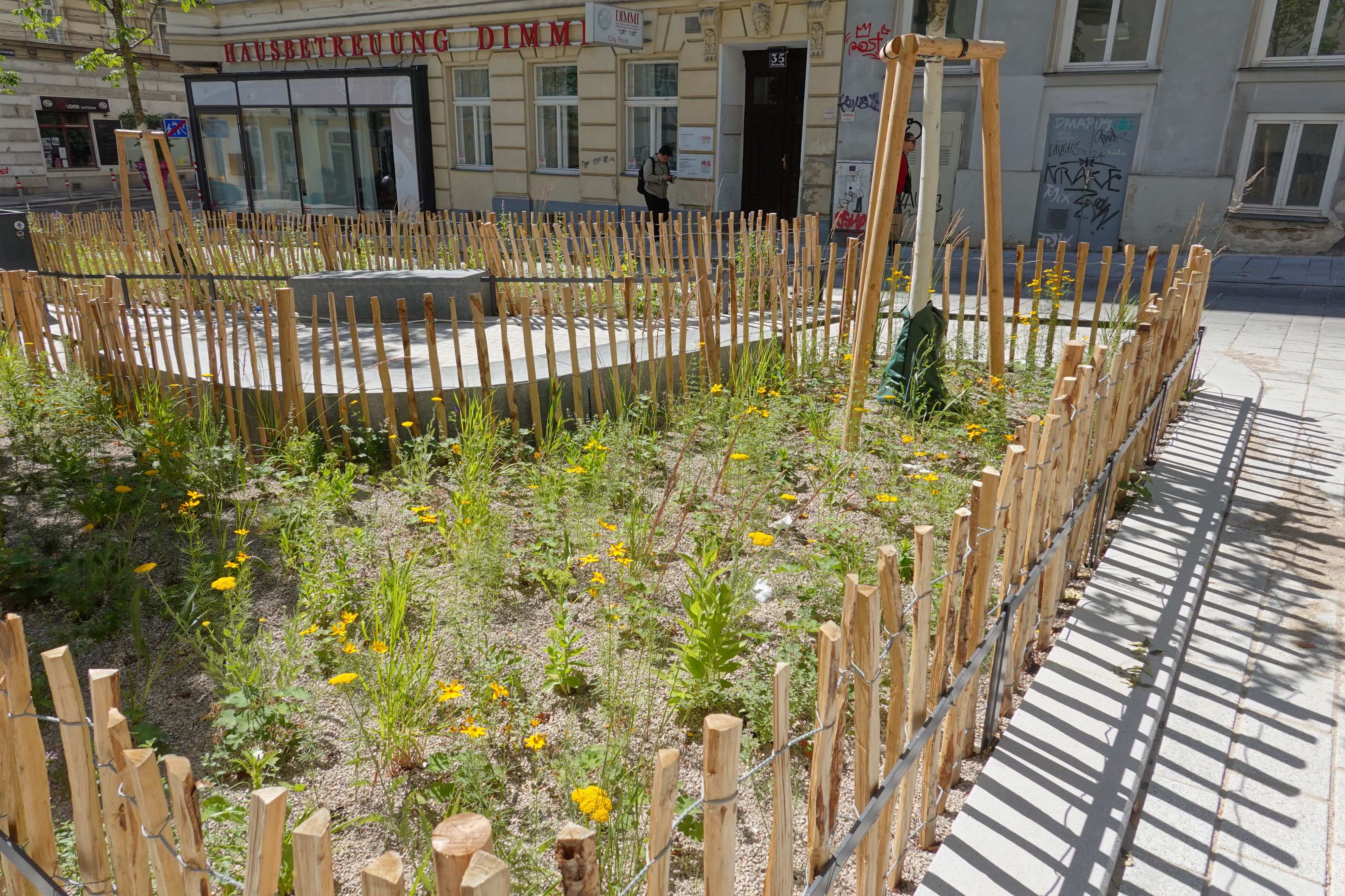 Wo früher Asphalt war, wächst jetzt Wildblumenwiese: Ein Beispiel für Wiens Entsiegelungsoffensive mitten im Grätzl in Wien-Neubau