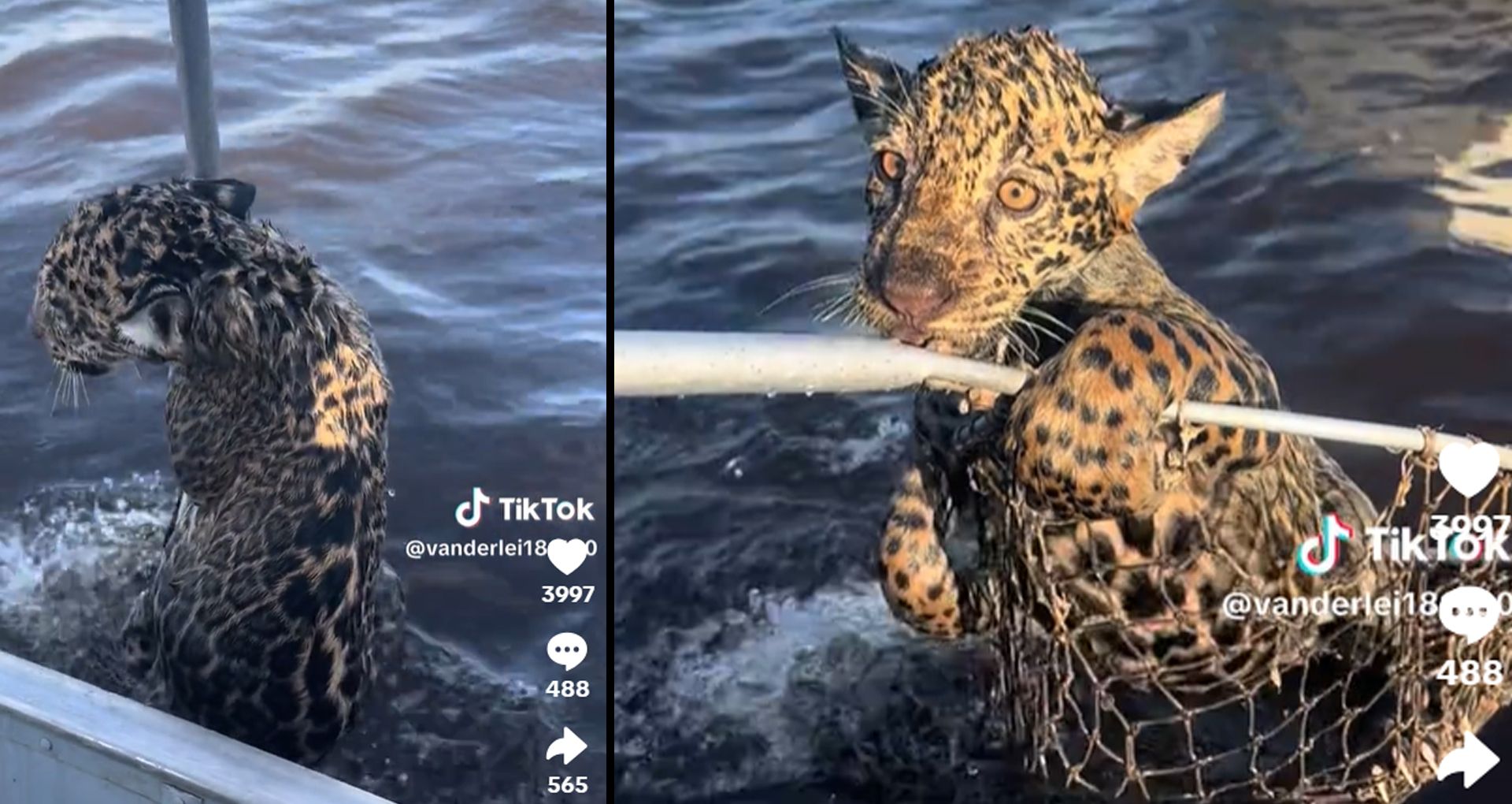 Ein Jaguar zählt eigentlich zu den guten Schwimmern, aber das Jungtier war offensichtlich fix und fertig.