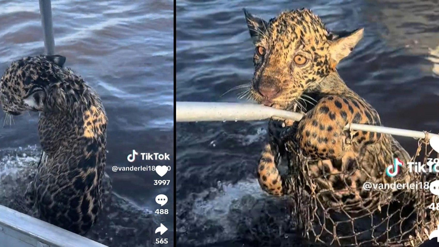 Heute.at - Dieses Tierbaby schwimmt verzweifelt zum nächsten Boot