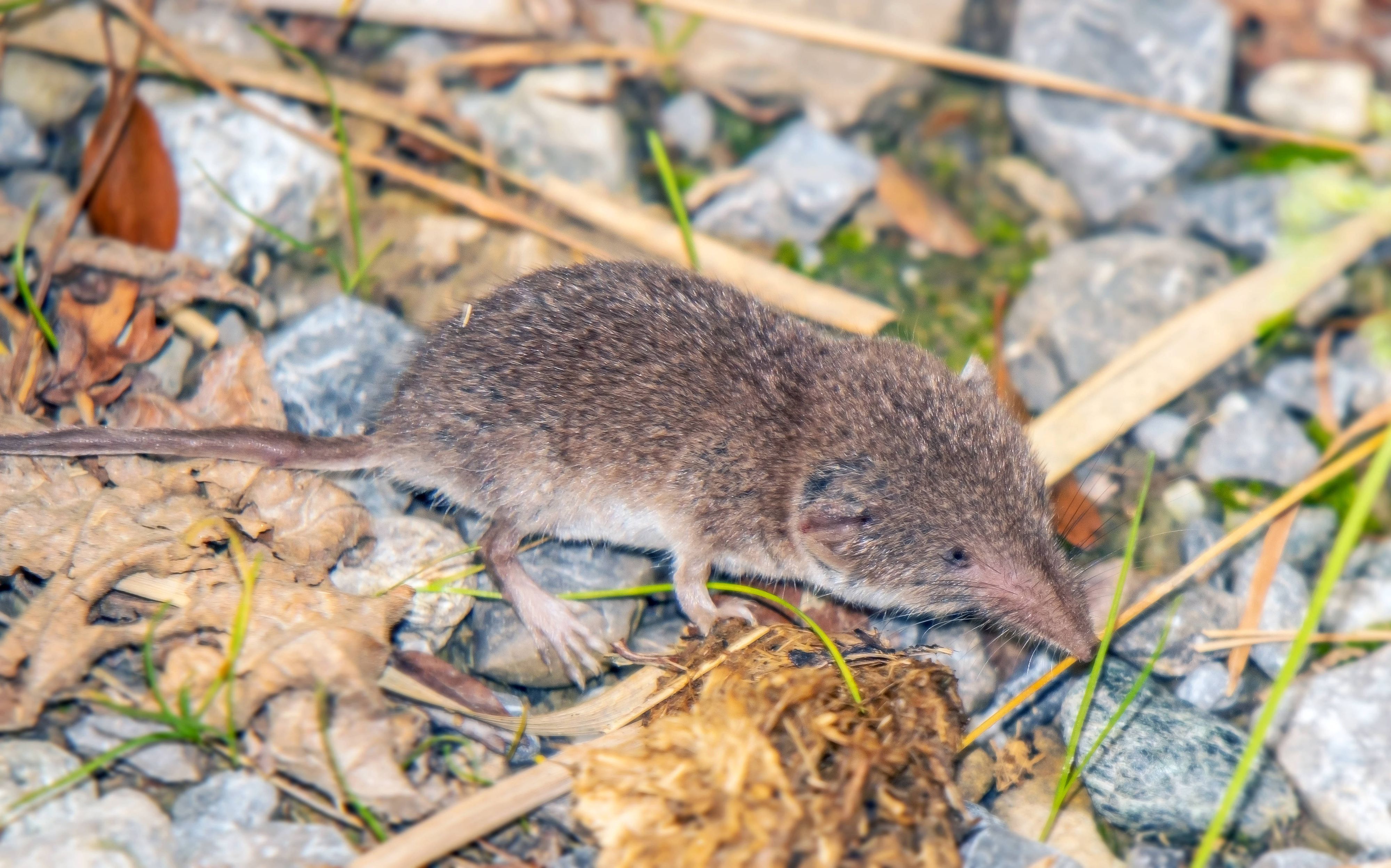 Dem für Tiergesundheit zuständigen Friedrich-Loeffler-Institut zufolge kommt das Bornavirus in weiten Teilen Bayerns in Feldspitzmäusen vor.