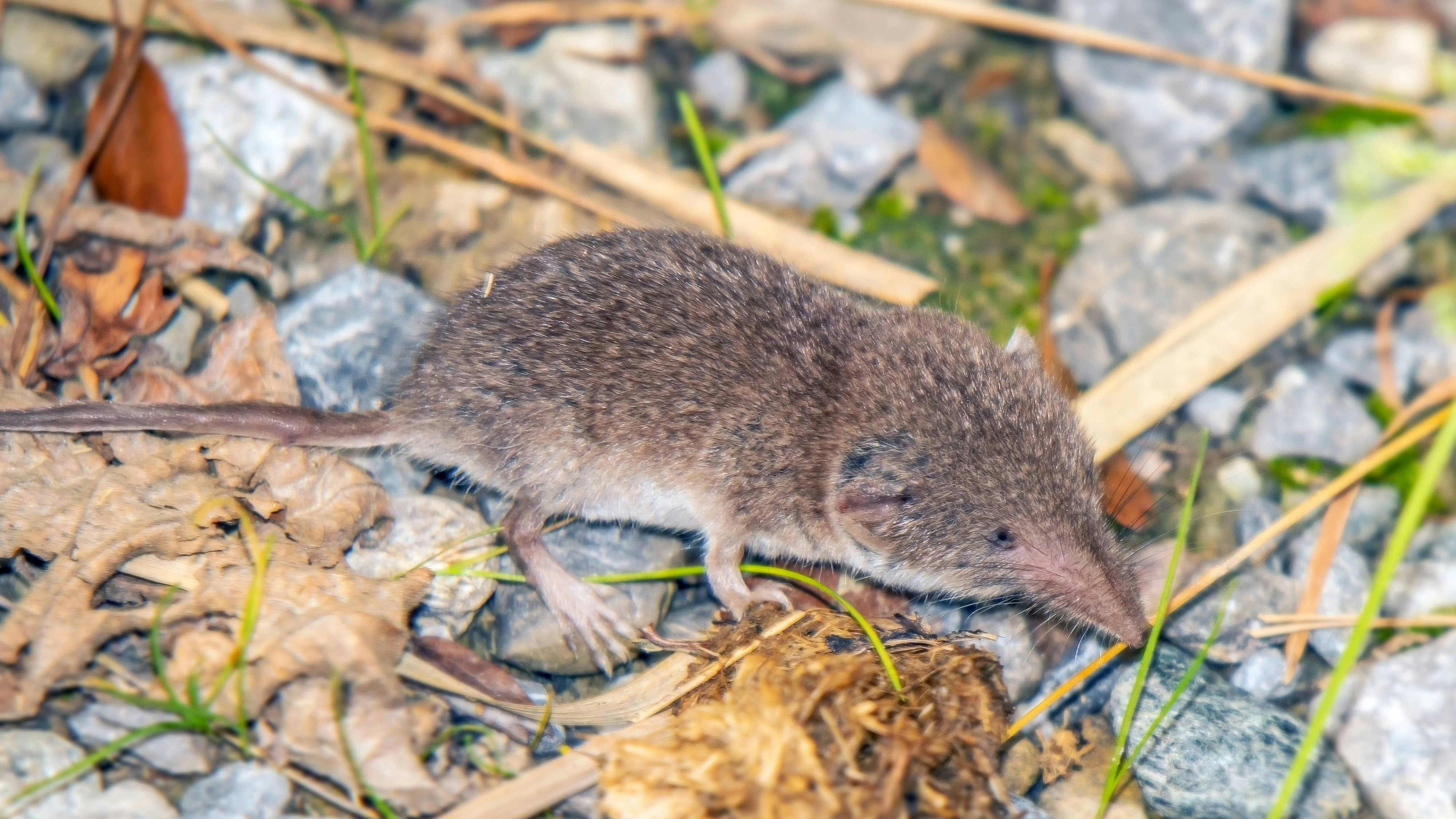 Dem für Tiergesundheit zuständigen Friedrich-Loeffler-Institut zufolge kommt das Bornavirus in weiten Teilen Bayerns in Feldspitzmäusen vor.